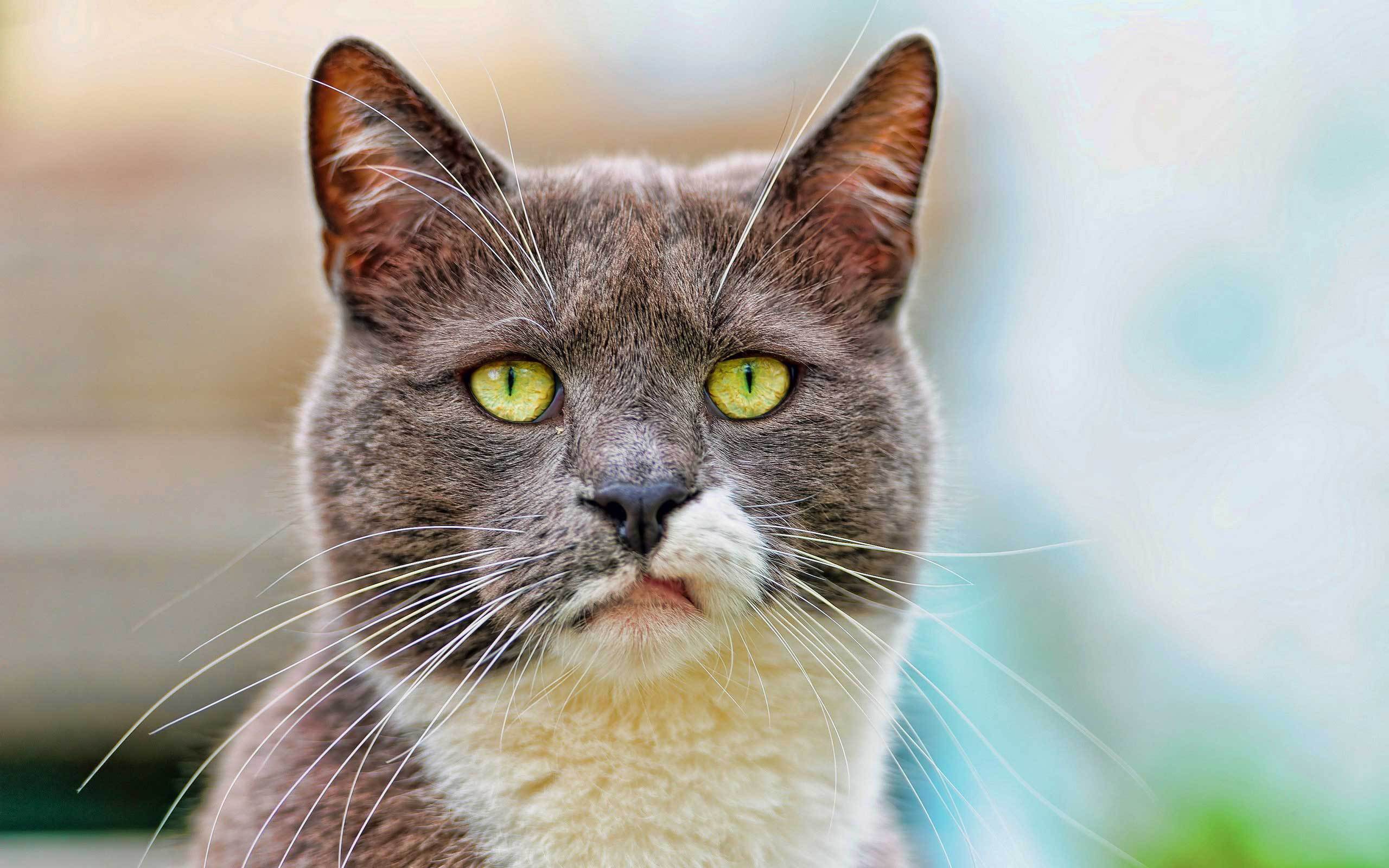 Кот с ухмылкой