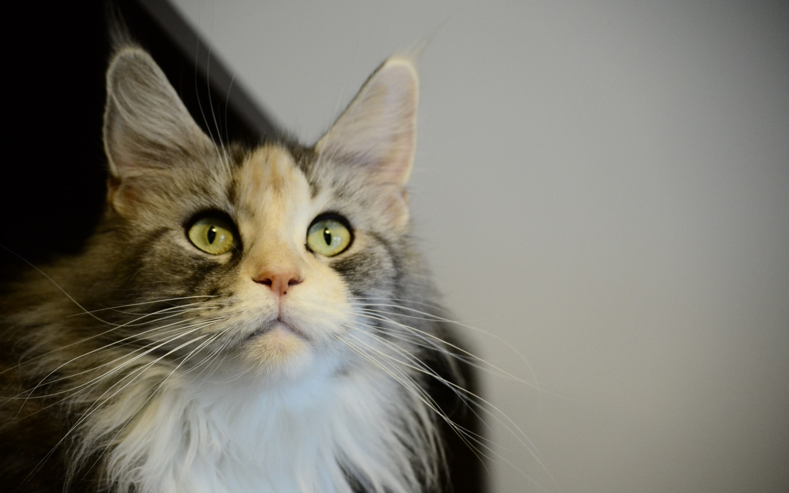 Молодой кот мейн-кун куда-то пристально смотрит