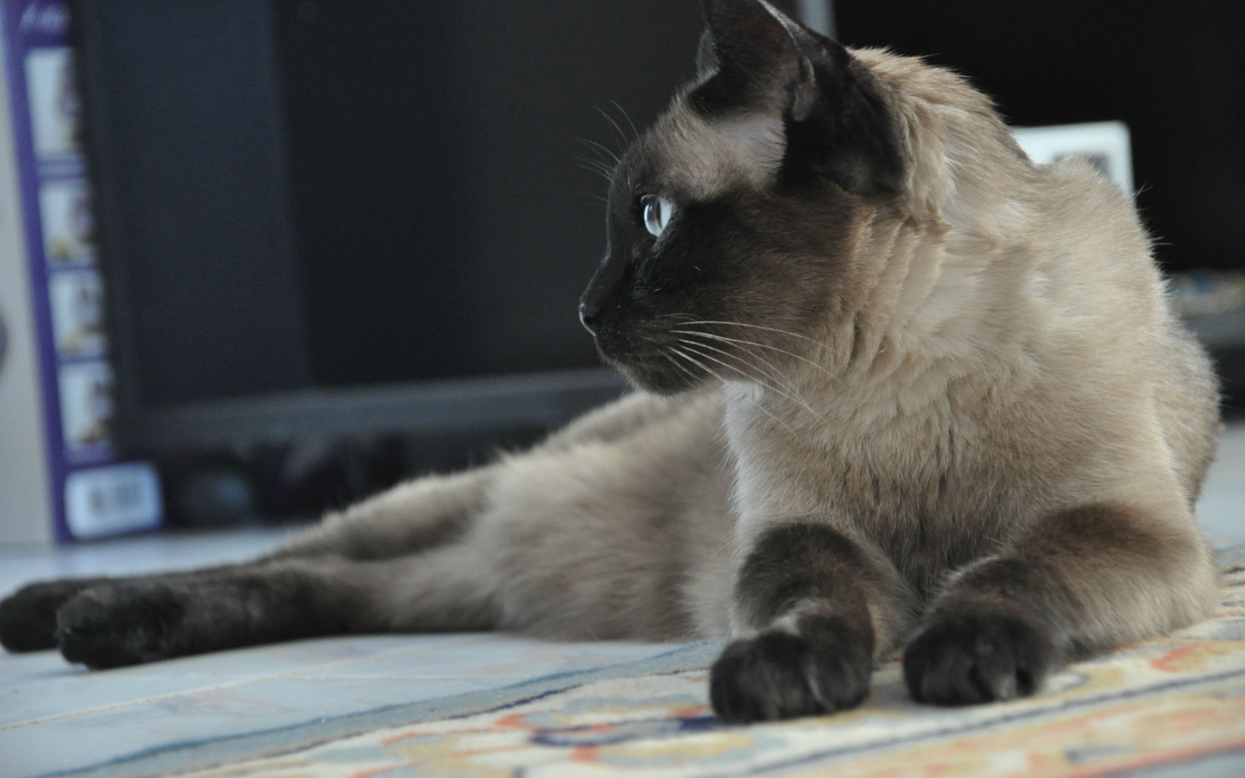 Взрослый сиамский кот отдыхает