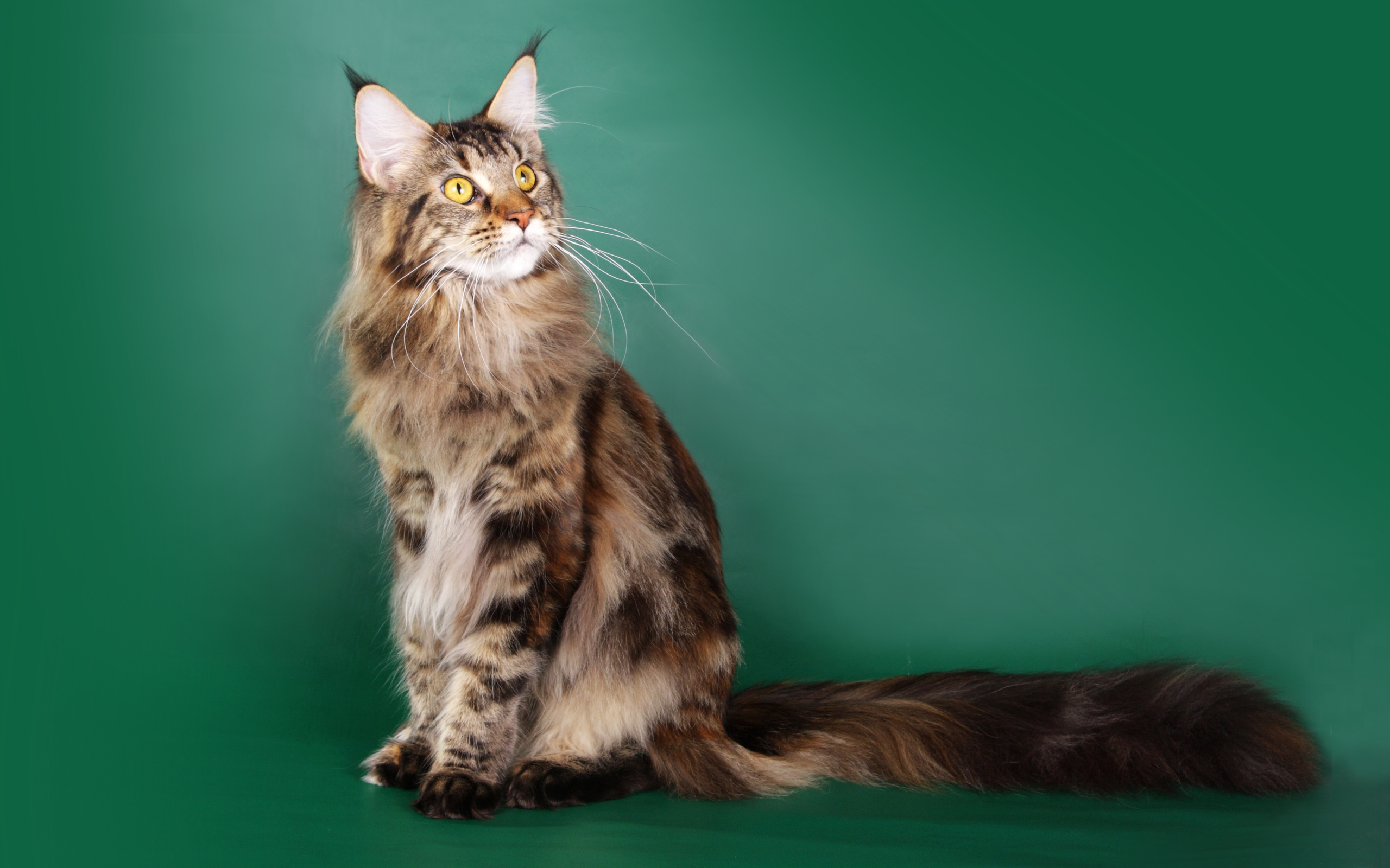 Beautiful Maine Coon cat on a green background