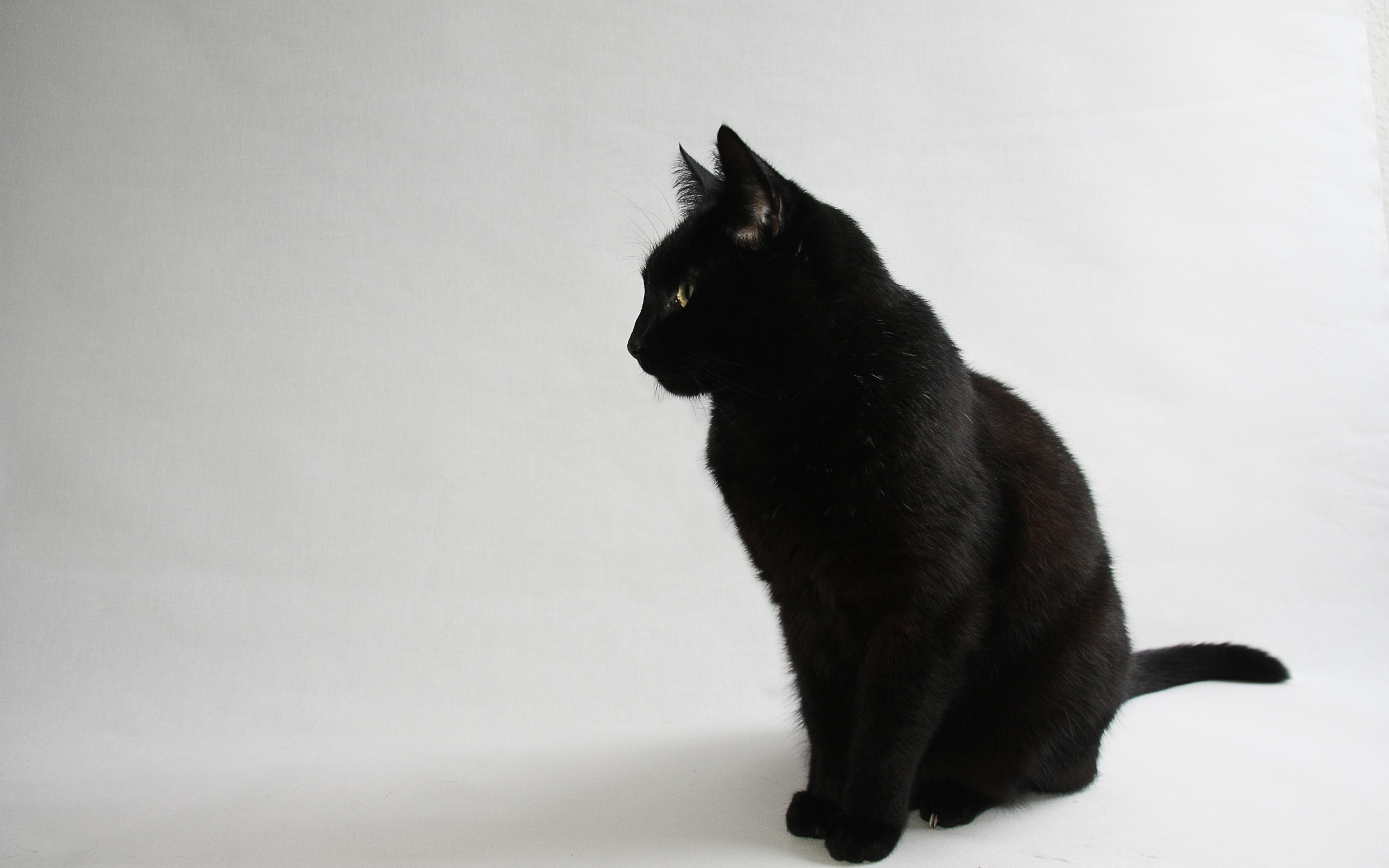 Чёрный кот на белом фоне
