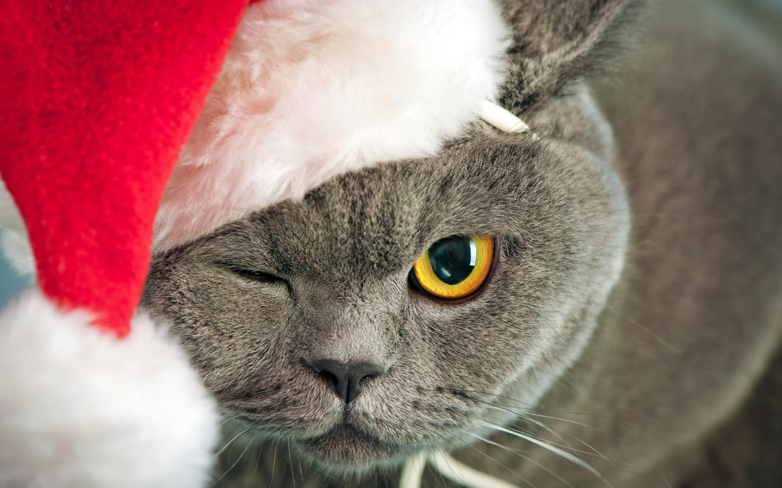 Британский кот в новогодней шапке подмигнул