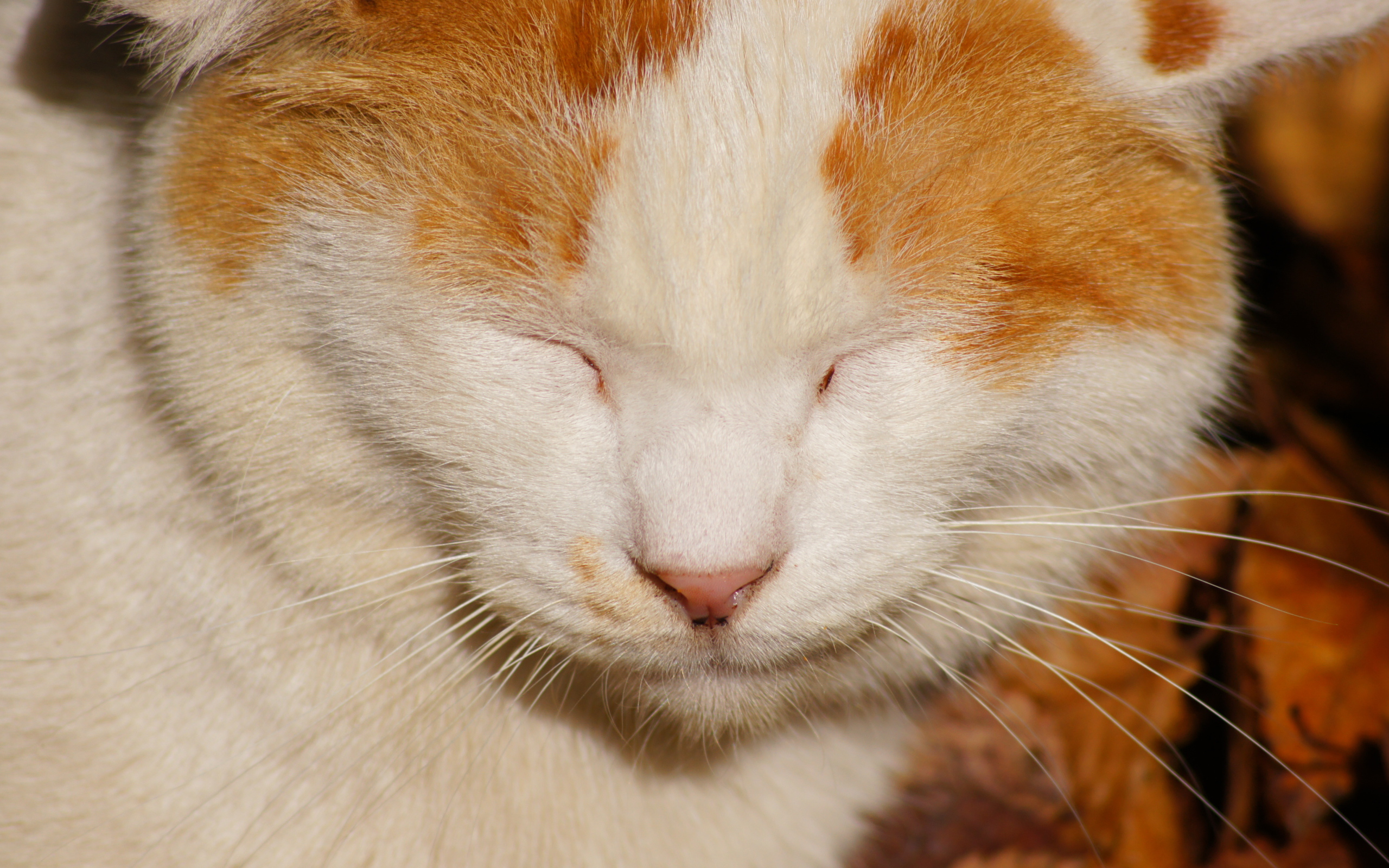 Рыжий кот жмурится