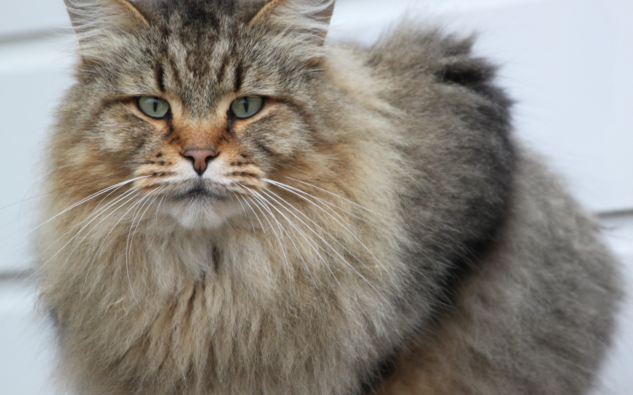 Взрослый серьёзный кот мейн-кун