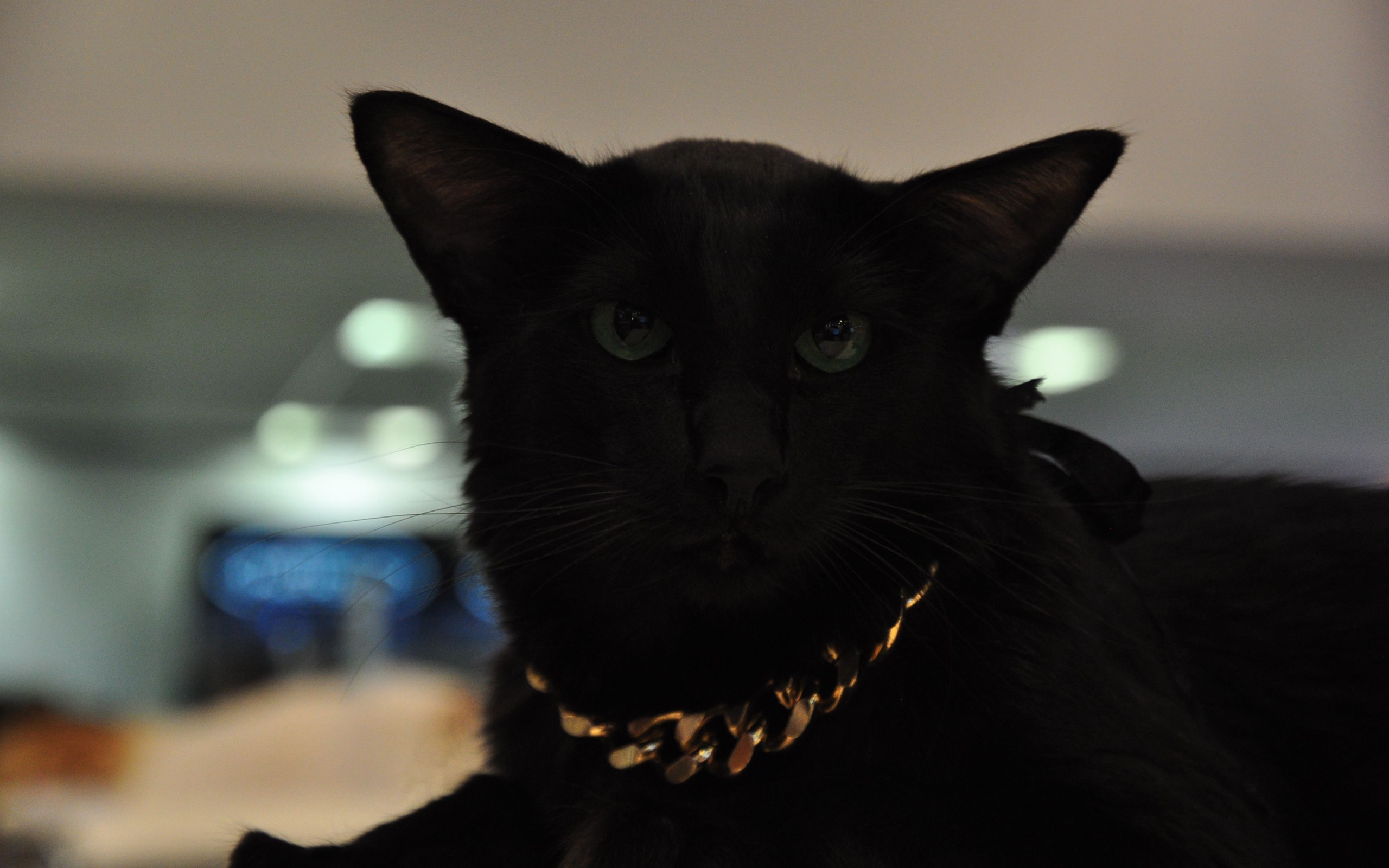 Чёрный красивый серьёзный кот мейн-кун