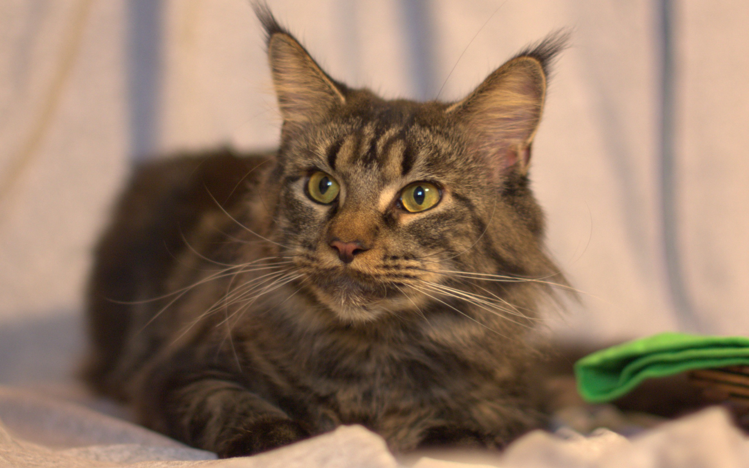 Серьёзный кот мейн-кун