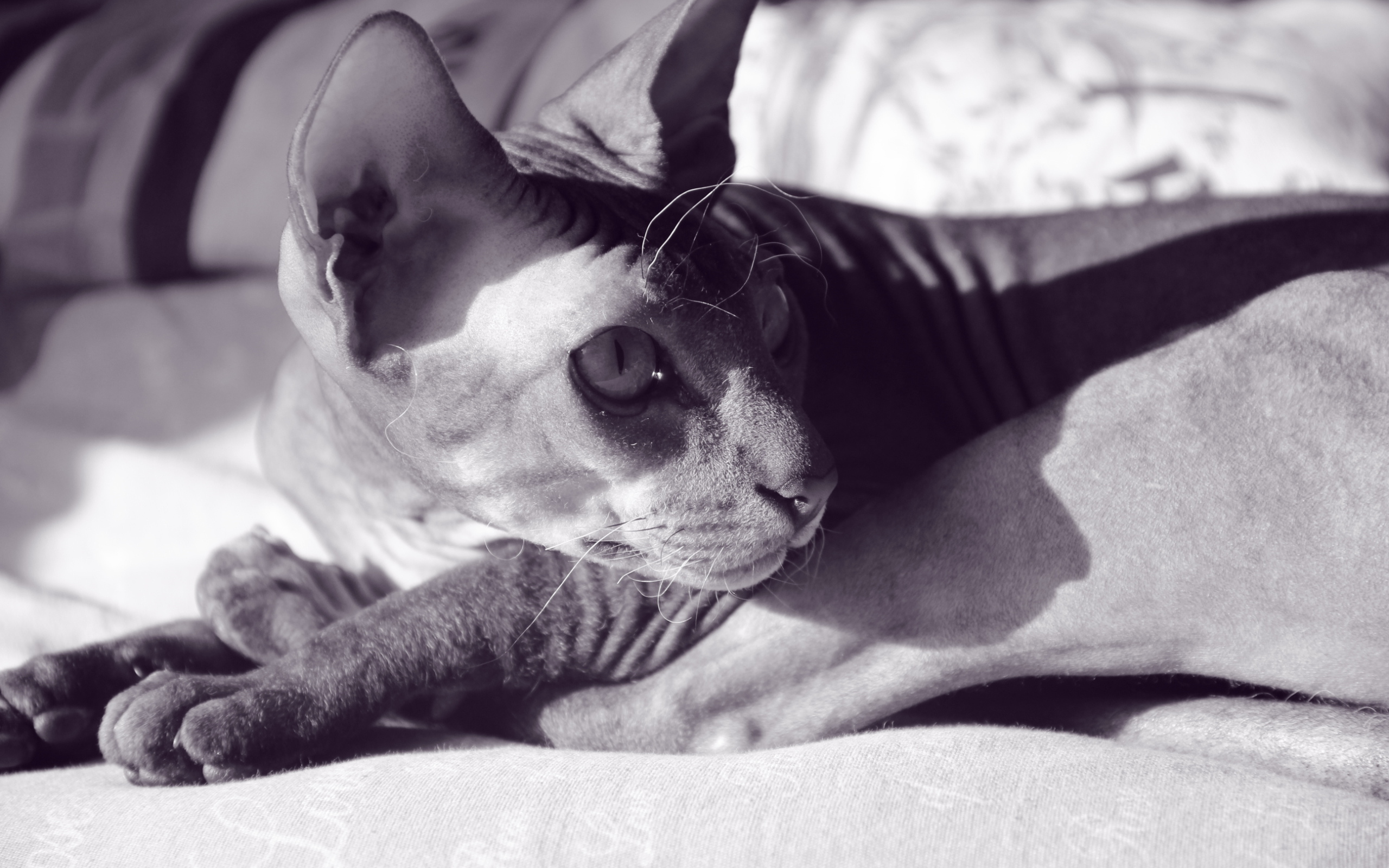 Кот сфинкс отдыхает