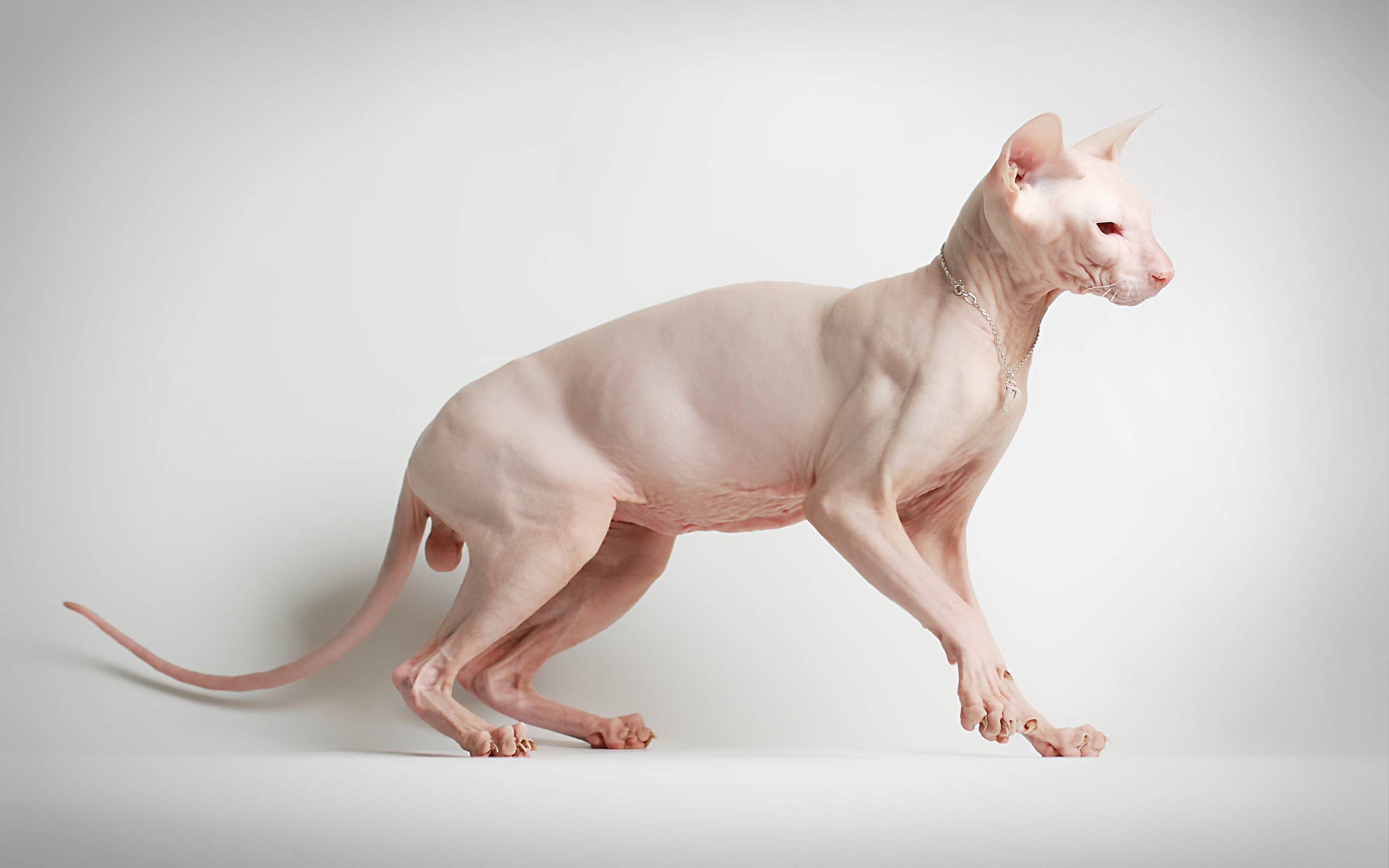 Кот сфинкс на белом фоне позирует