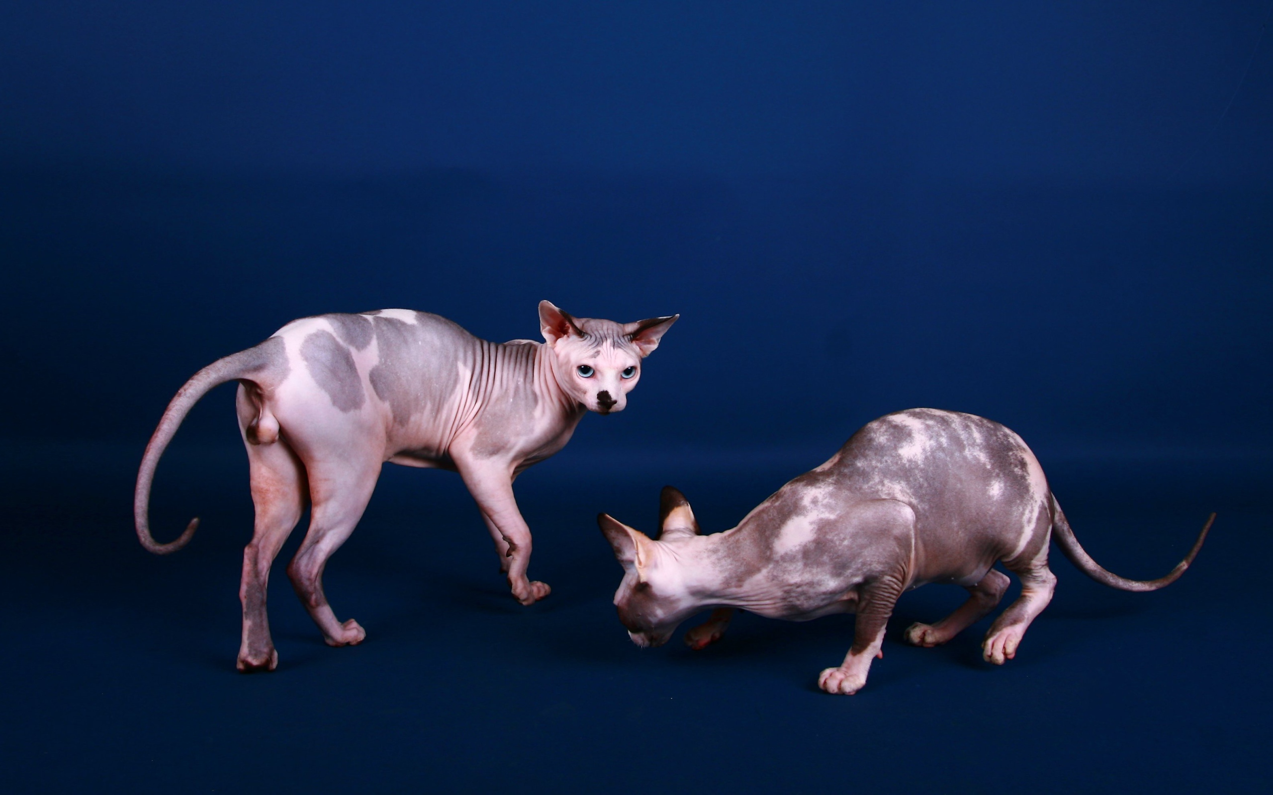 Коты сфинкс на синем фоне