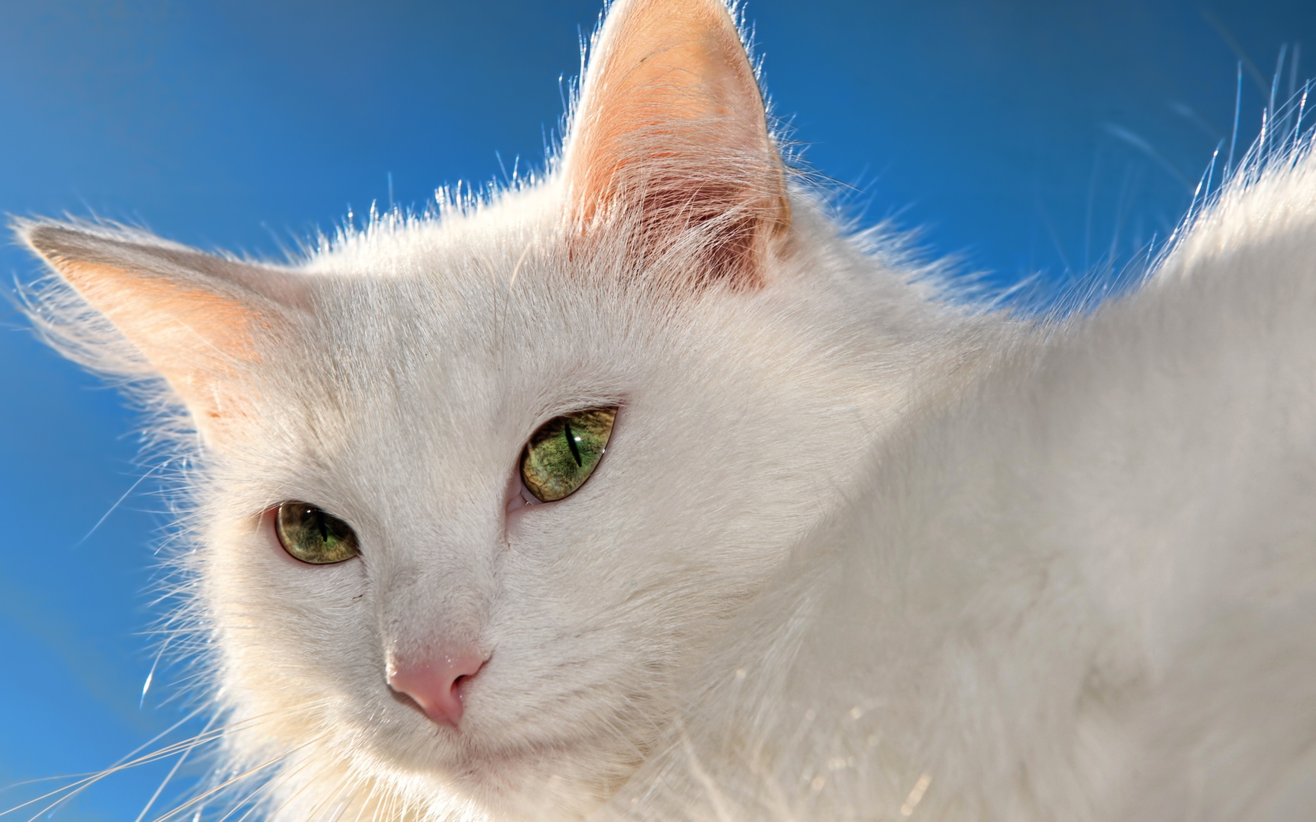 Белый кот на фоне голубого неба