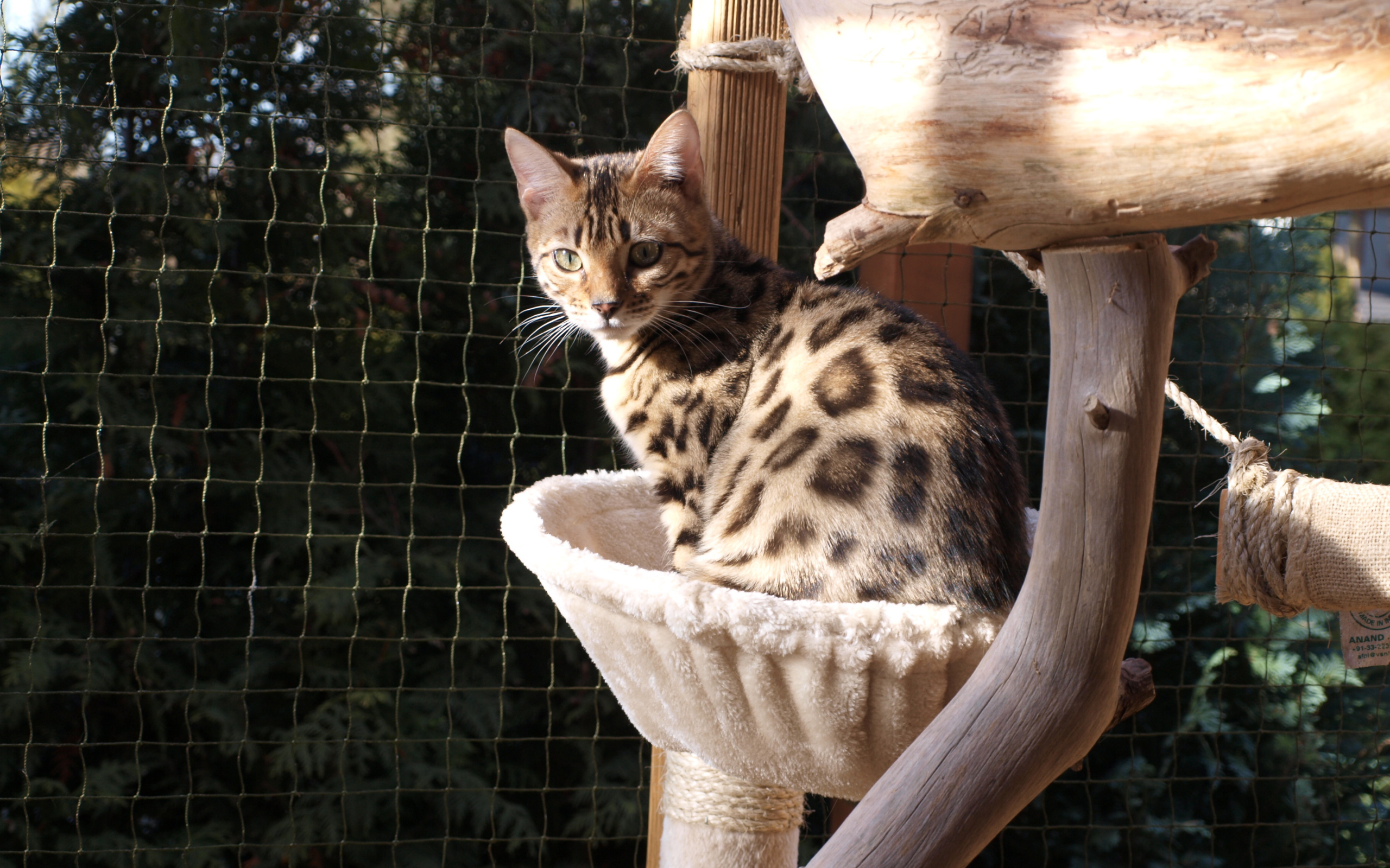 Молодой бенгальский кот