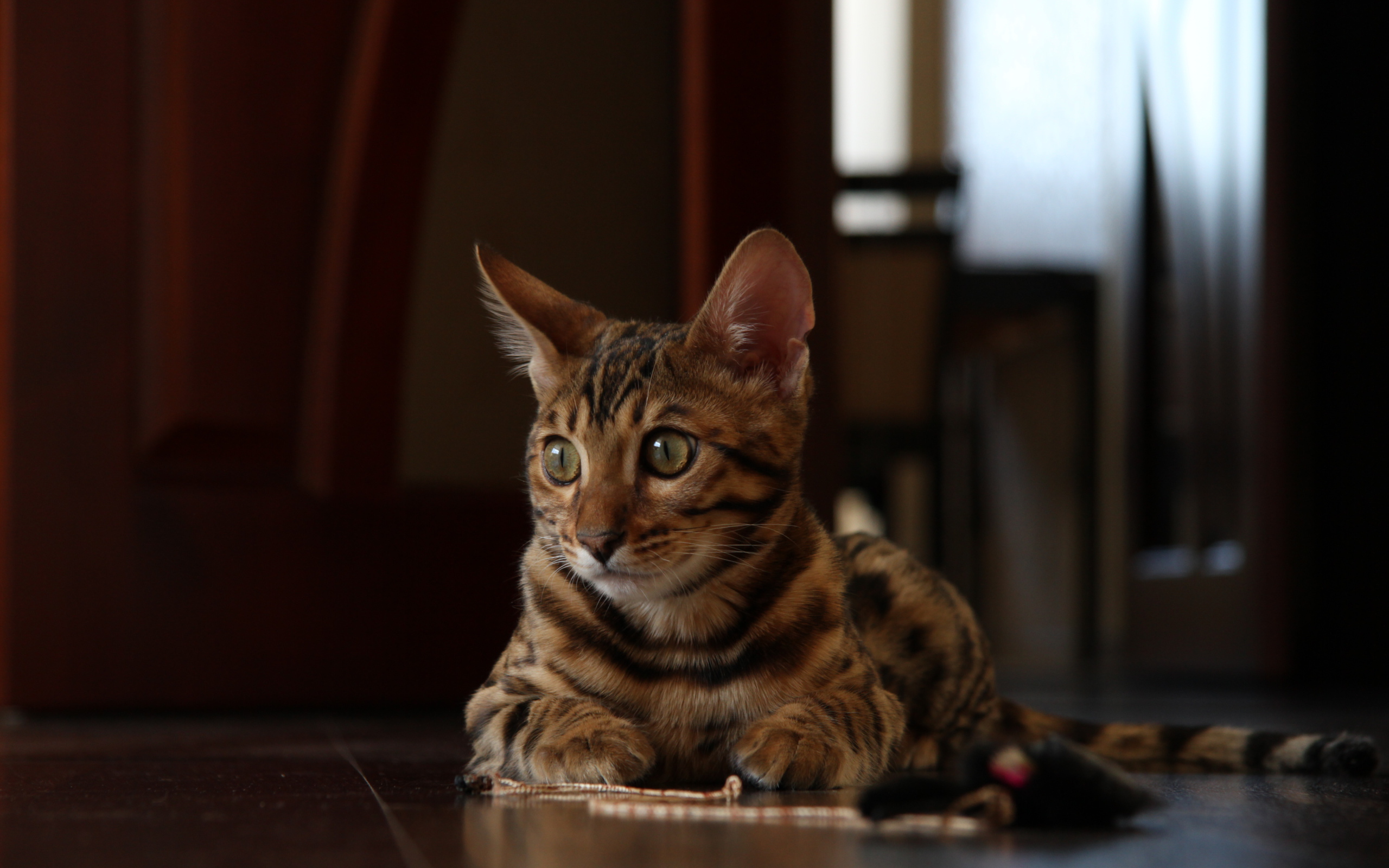 Маленький бенгальский кот лежит на полу