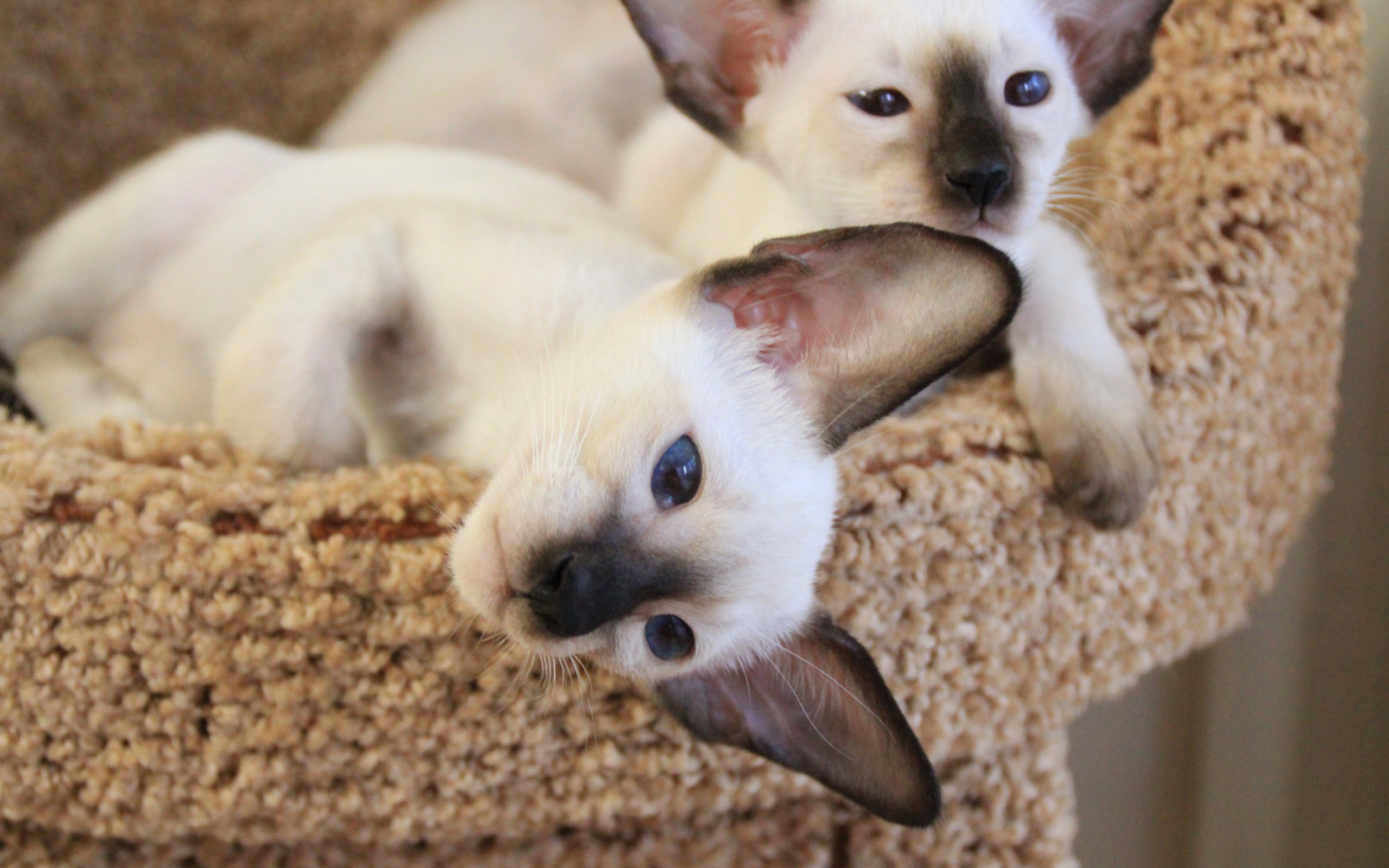 Маленькие сиамские коты отдыхают