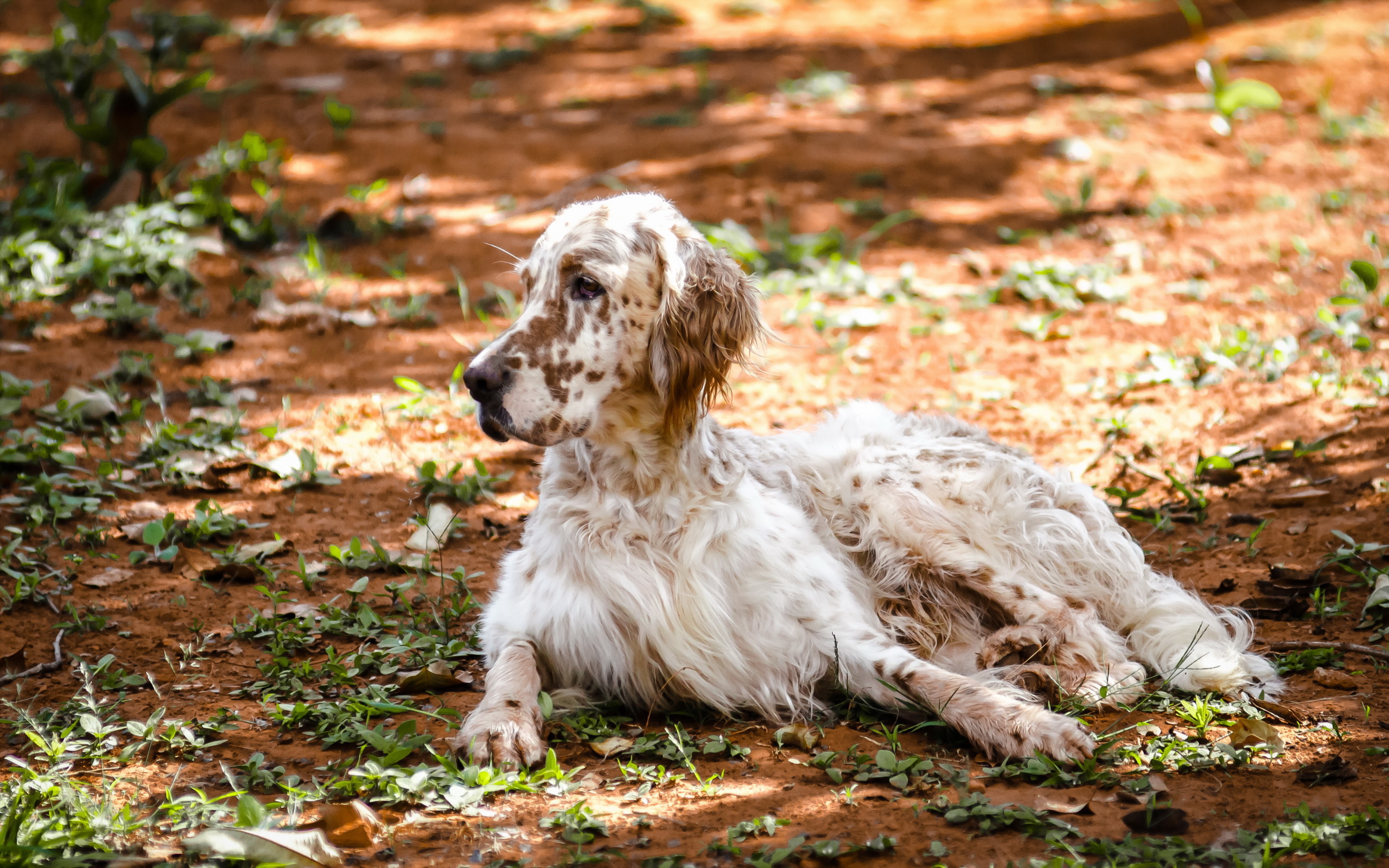 Adult English setter lying on the ground