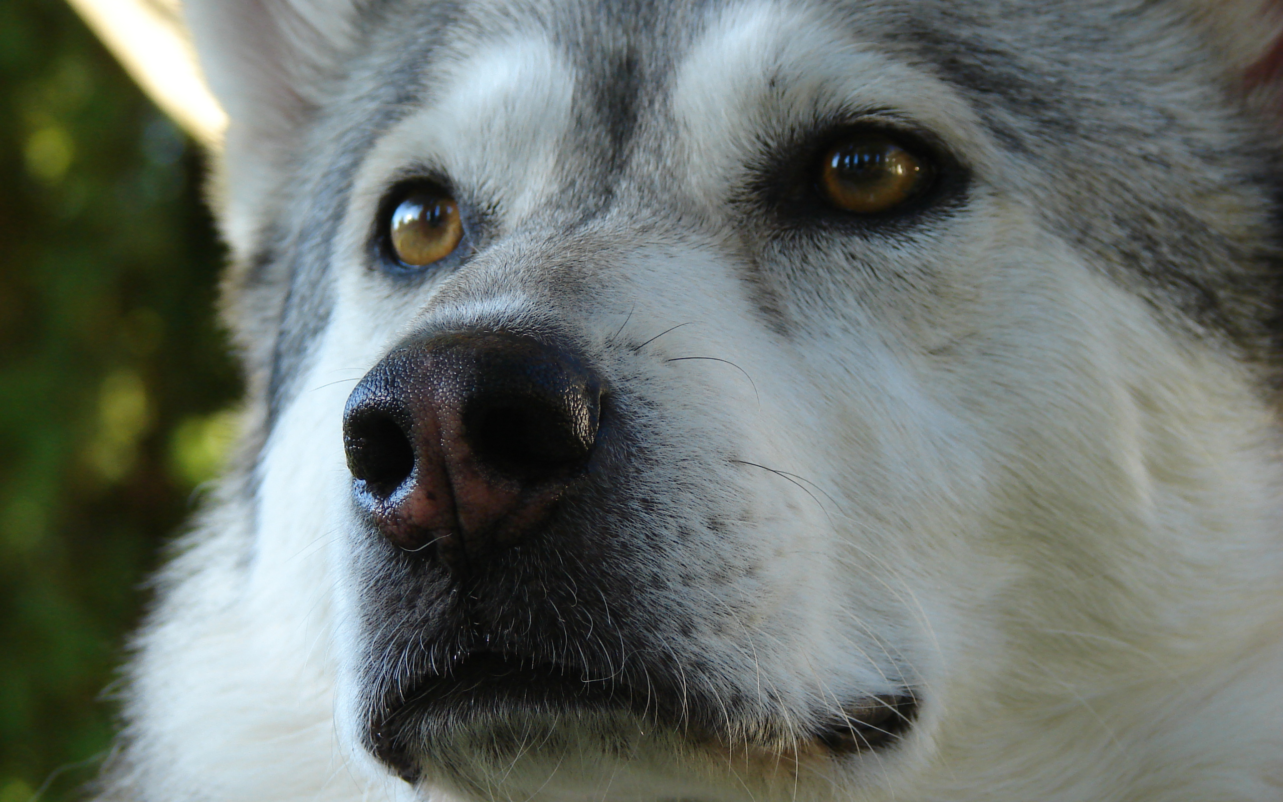 Аляскинский маламут крупным планом