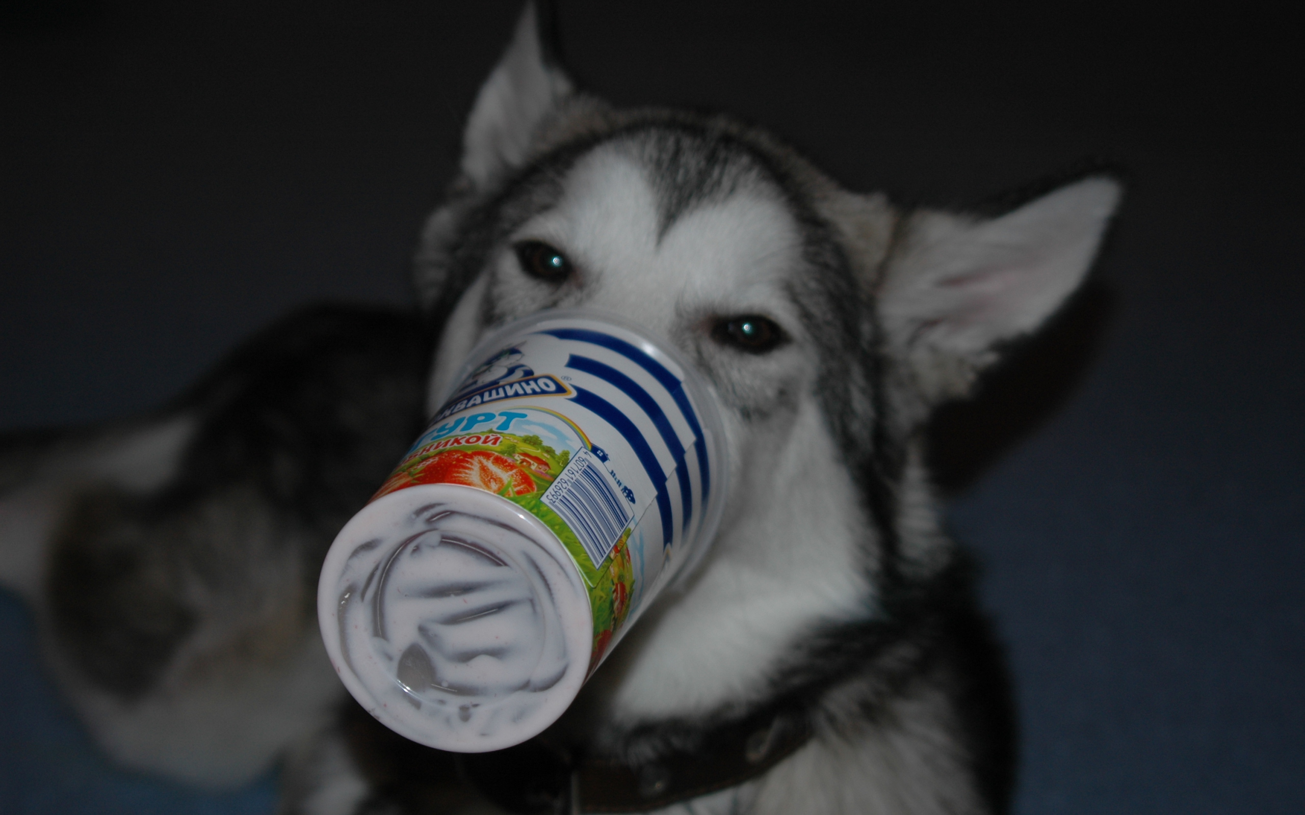 Аляскинский маламут ужинает