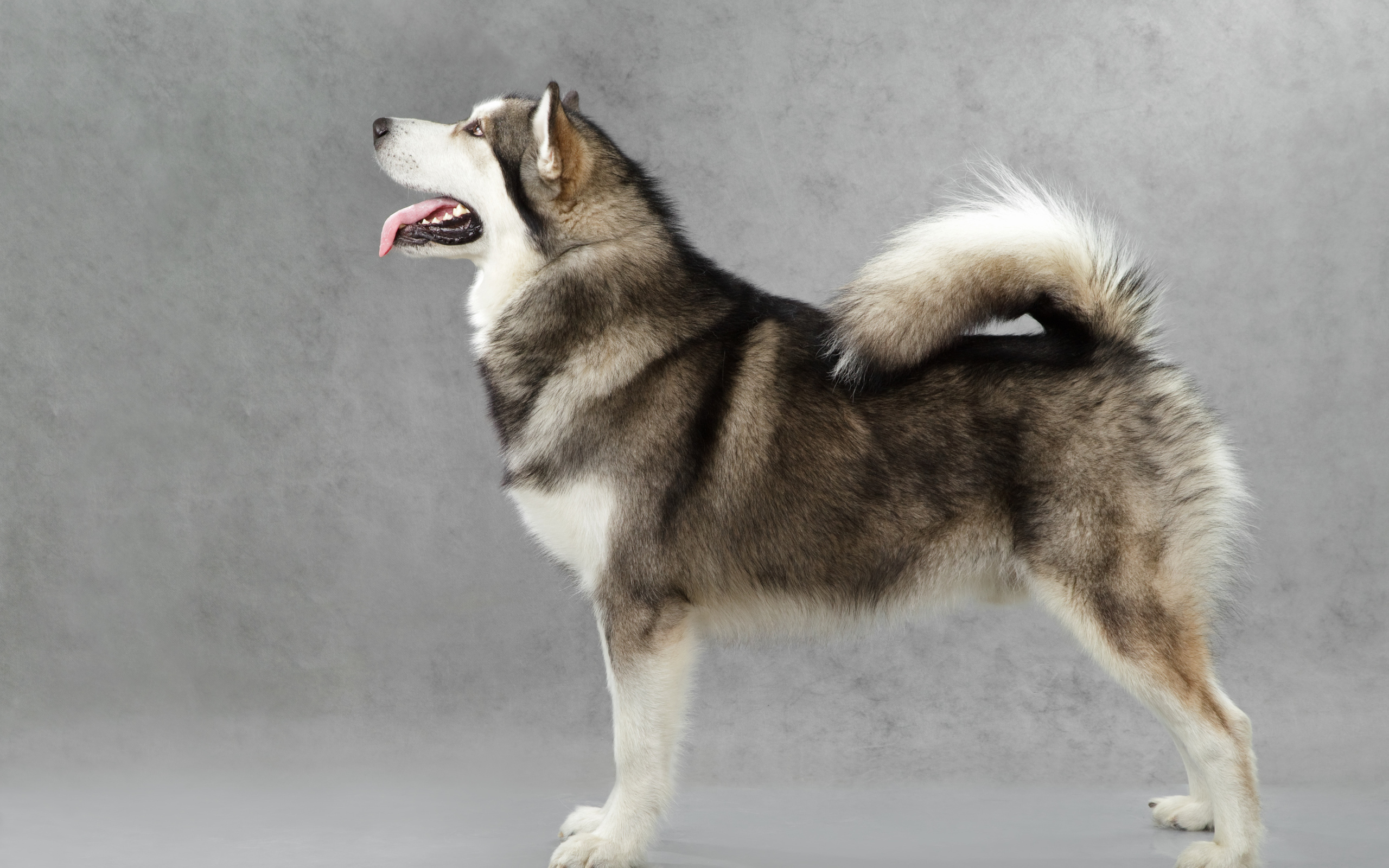 Аляскинский маламут позирует