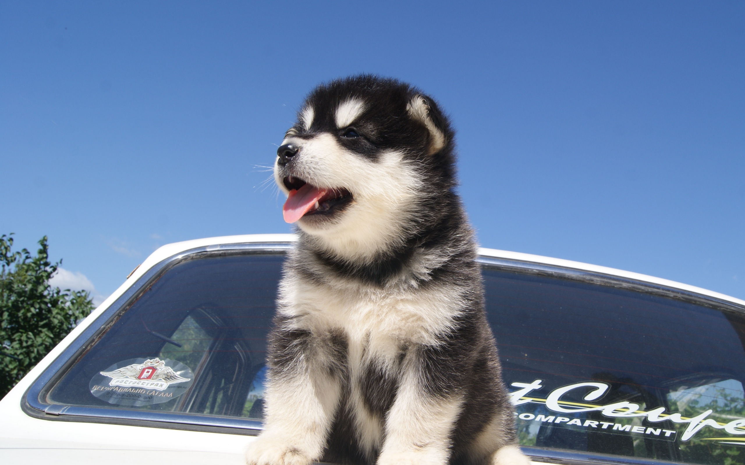 Щенок аляскинского маламута на капоте машины