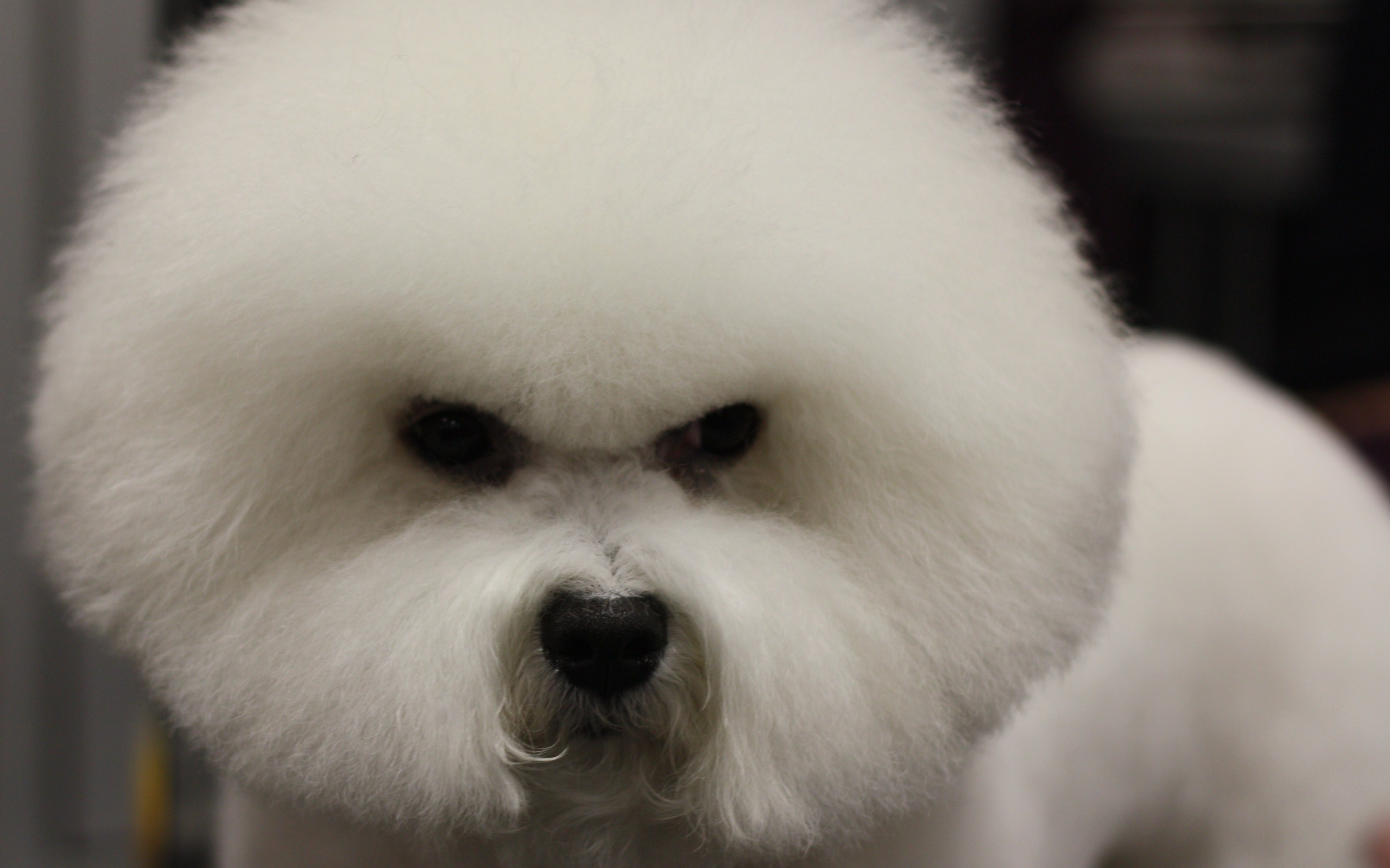 Злая собака породы бишон-фриз