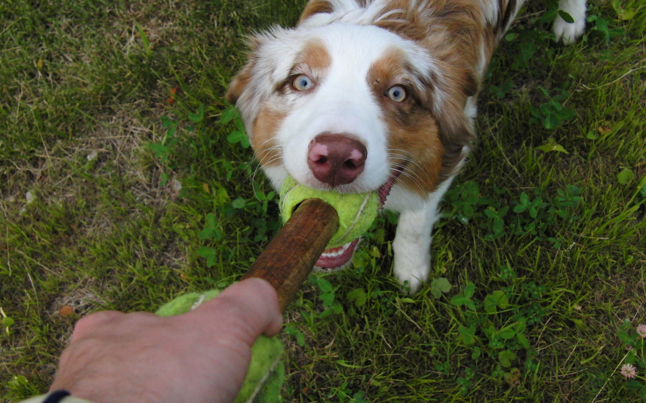 Австралийская овчарка играет с хозяином