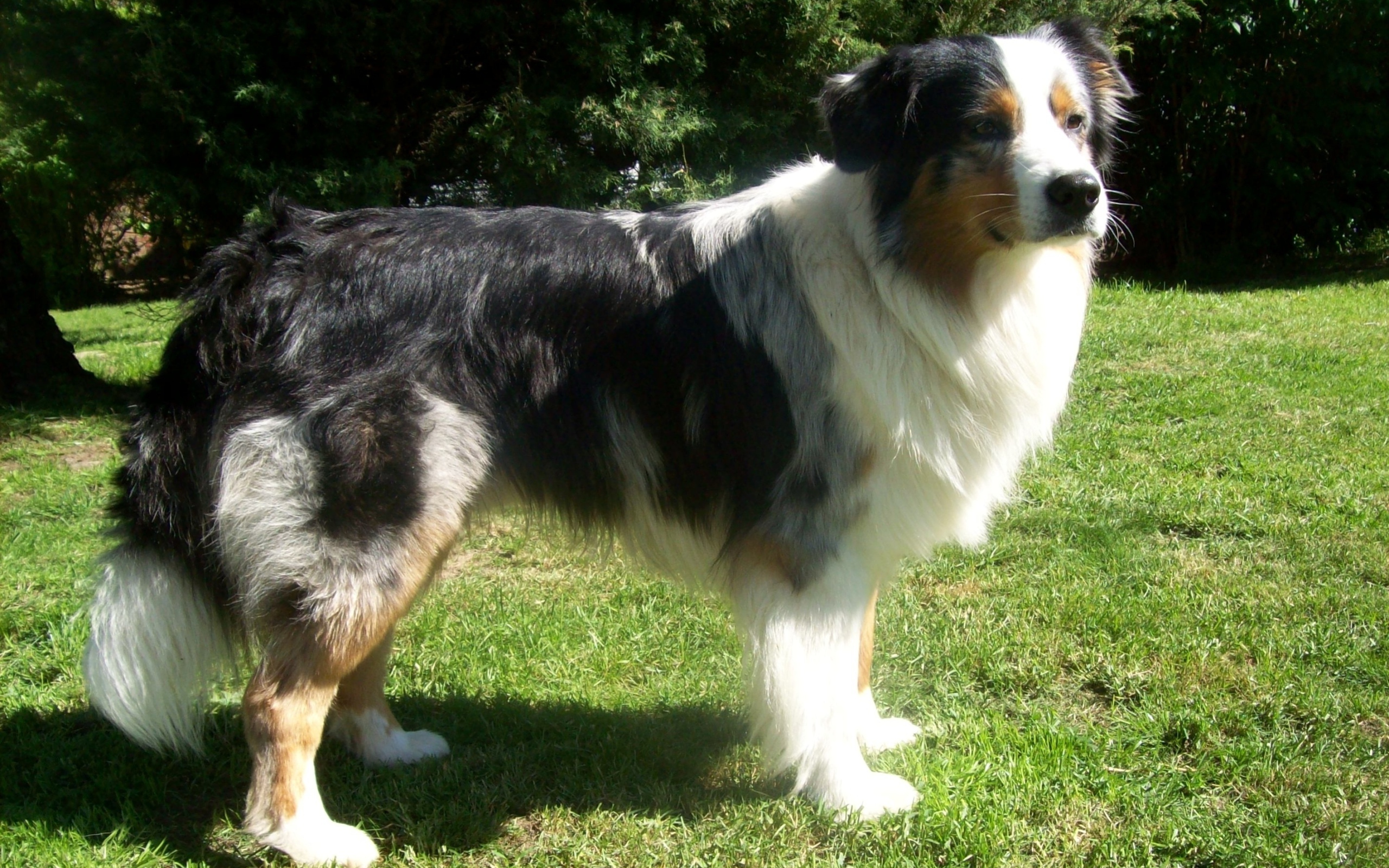 Австралийская овчарка засмотрелась