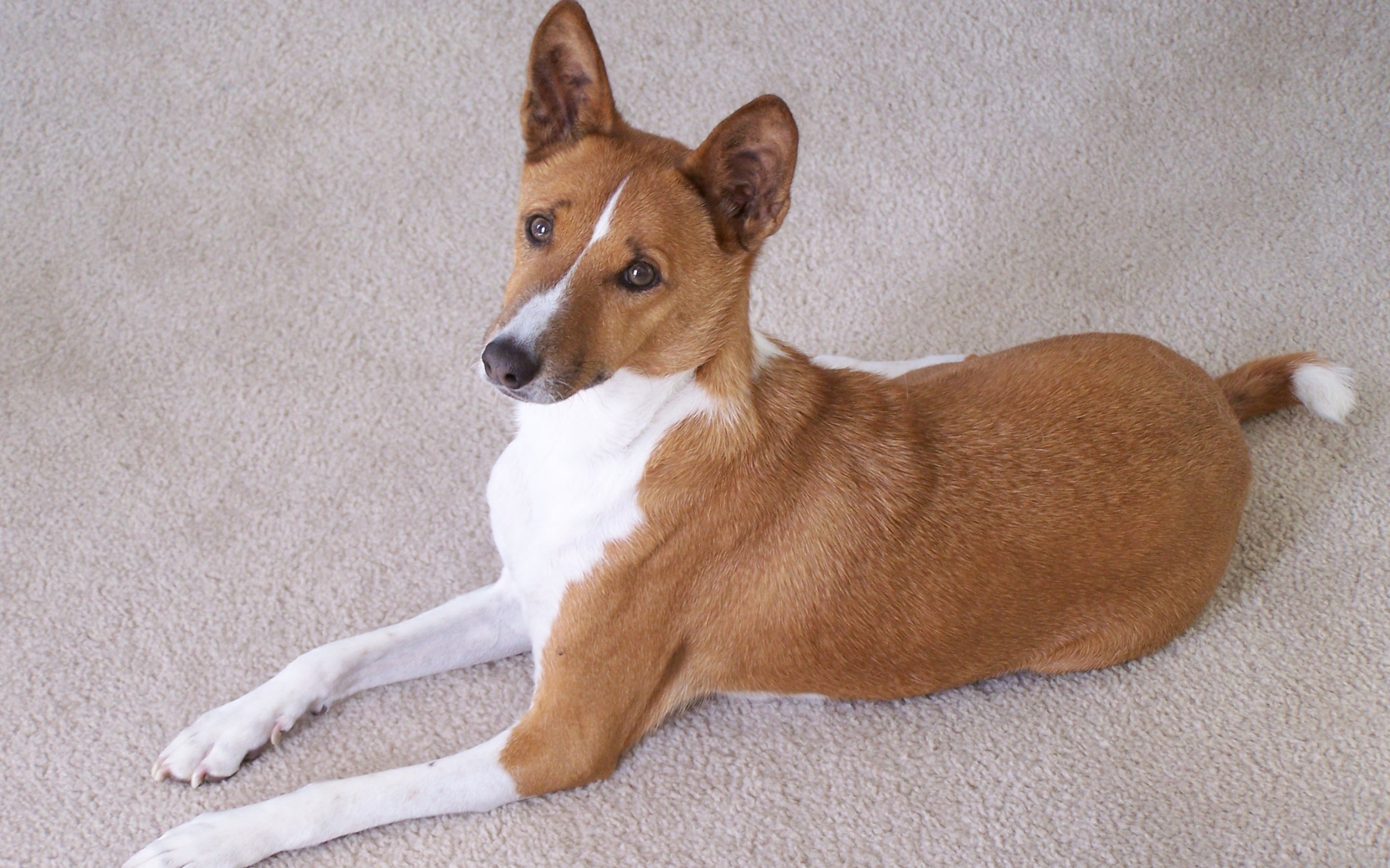 Собака породы басенджи позирует на белом ковре