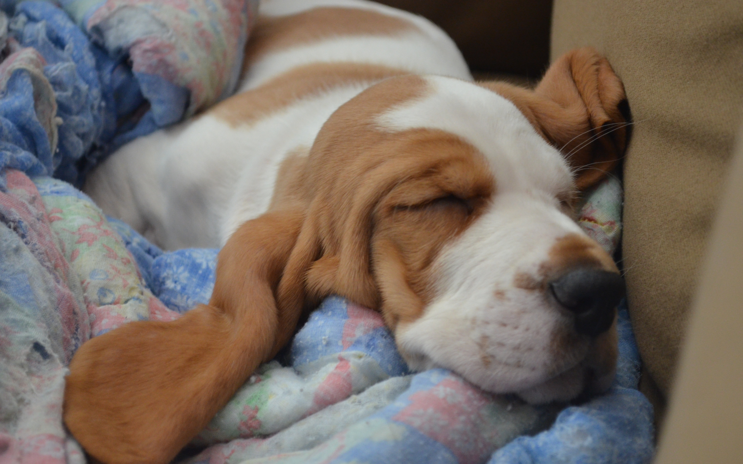 Бассет-хаунд крепко уснул на кровати