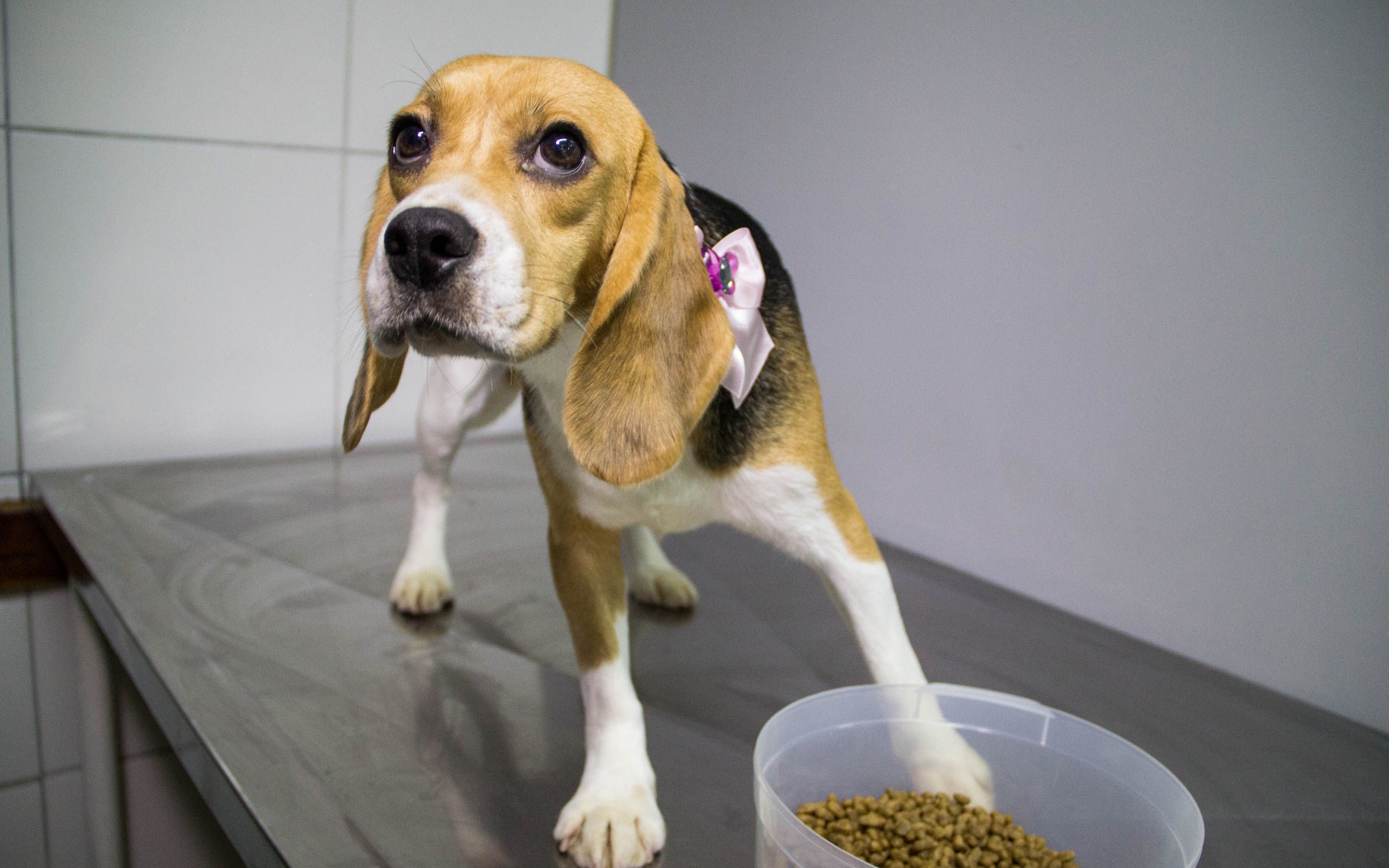 Собака породы бигль собирается поесть