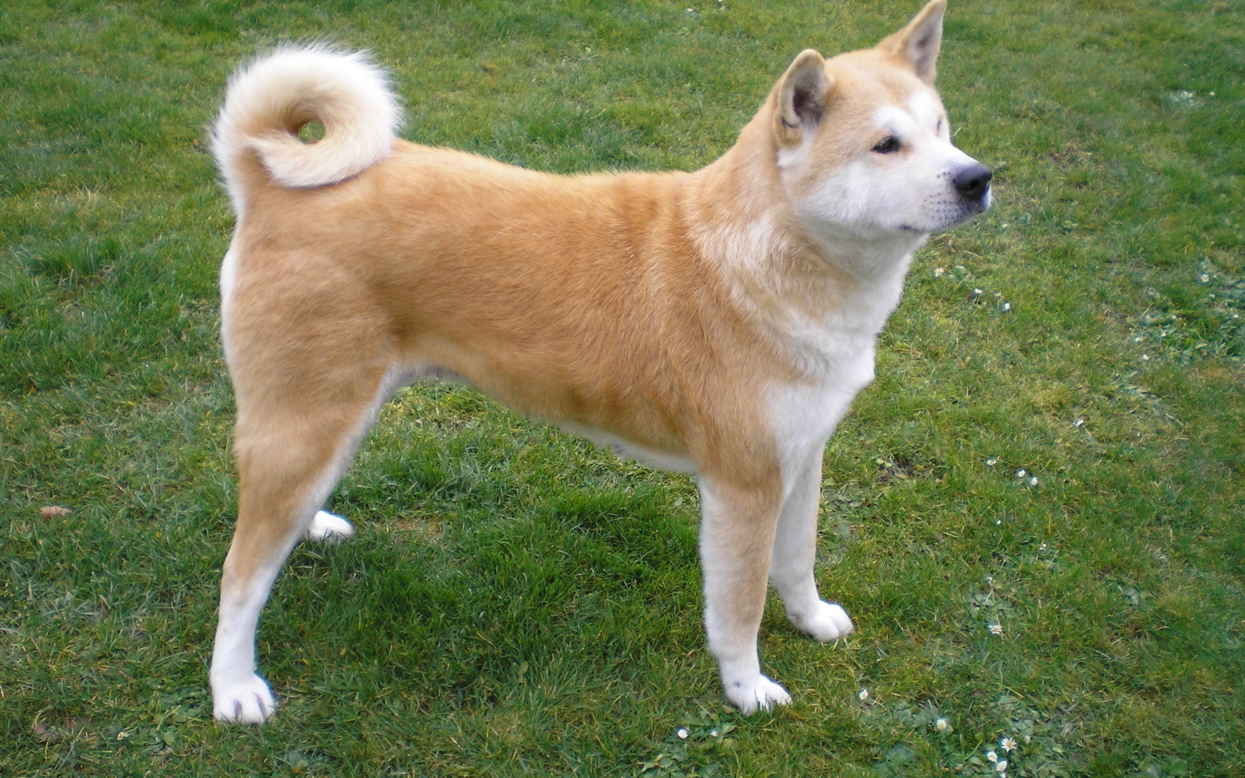 Красивая акита-ину на природе