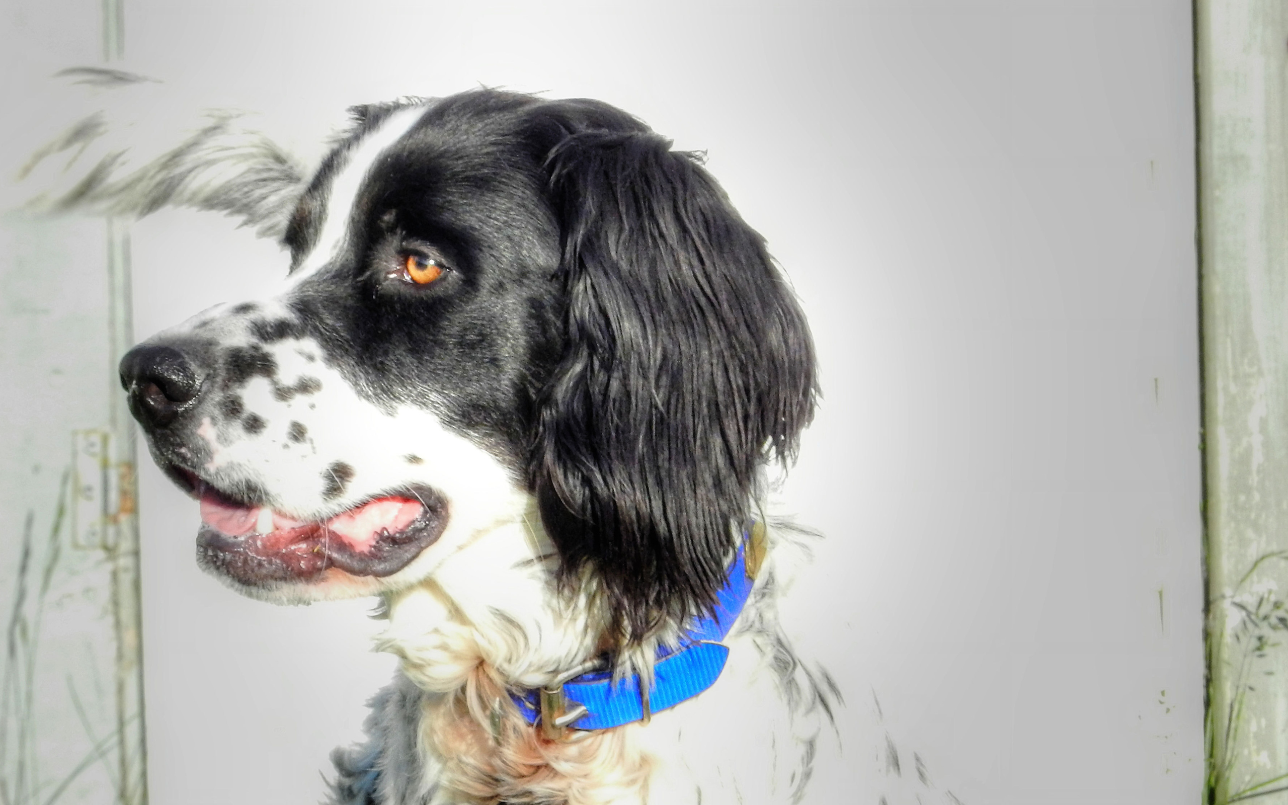 Красивый английский сеттер