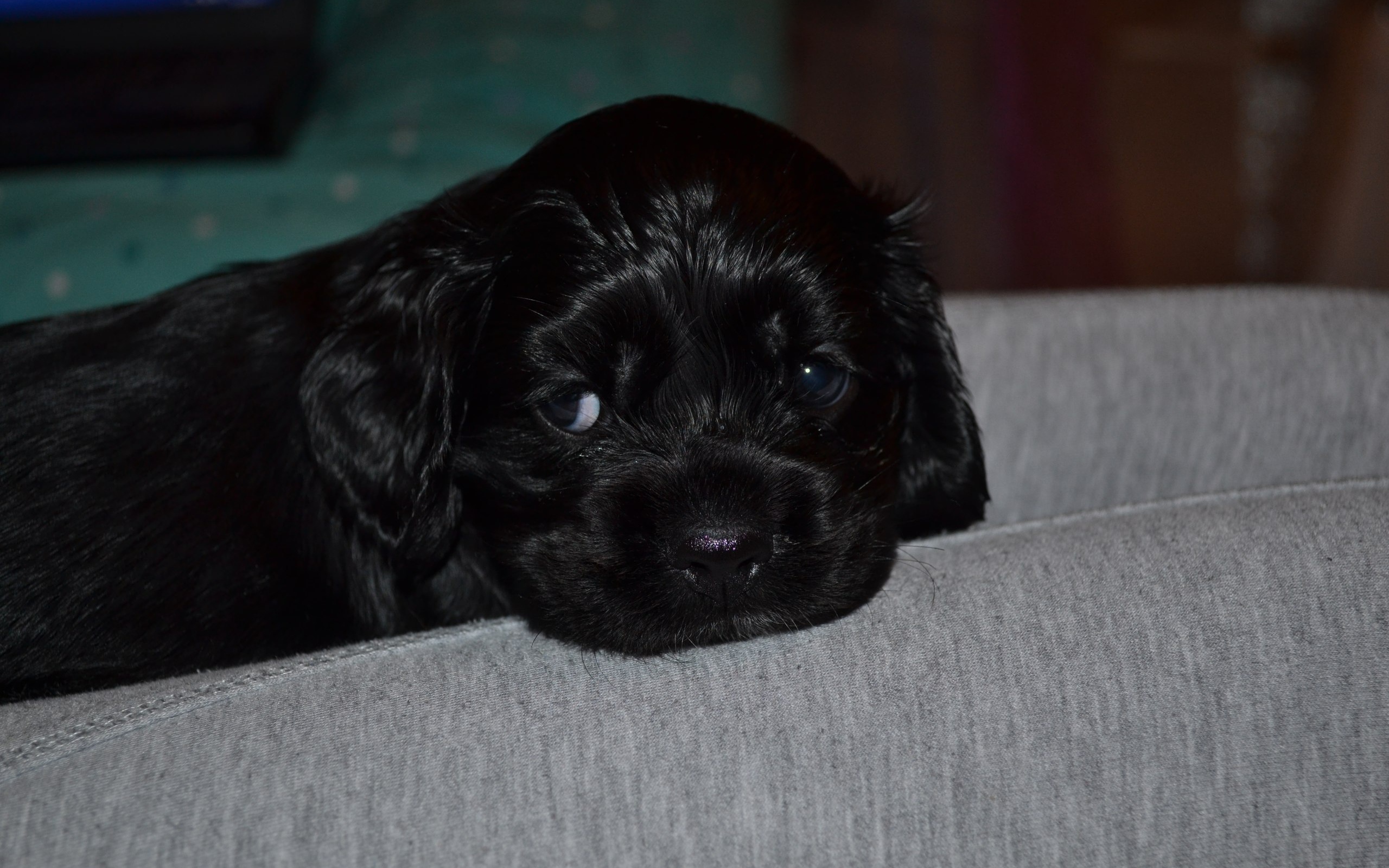 Красивый щенок американского кокер-спаниеля