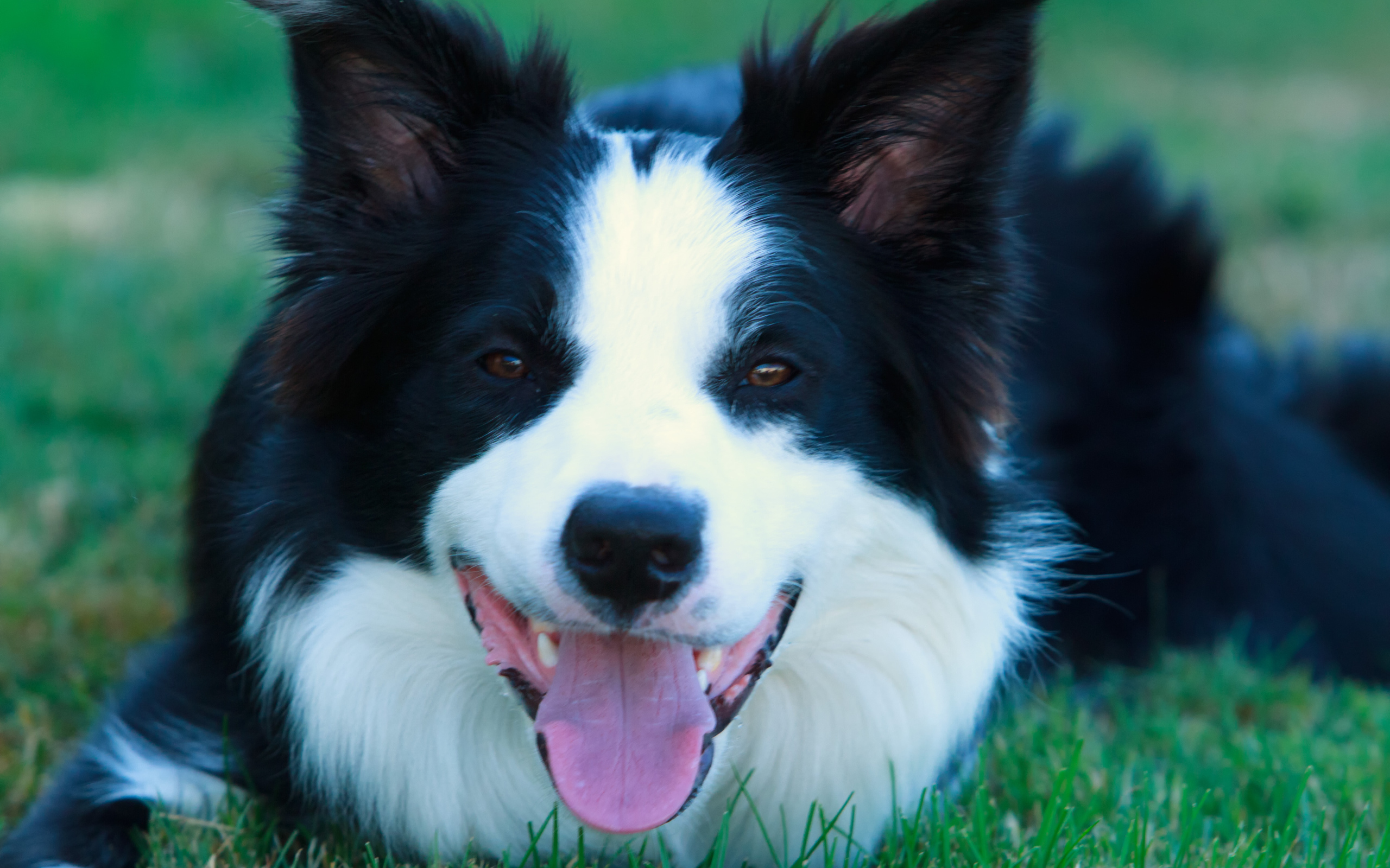 Красивая бордер-колли лежит на газоне