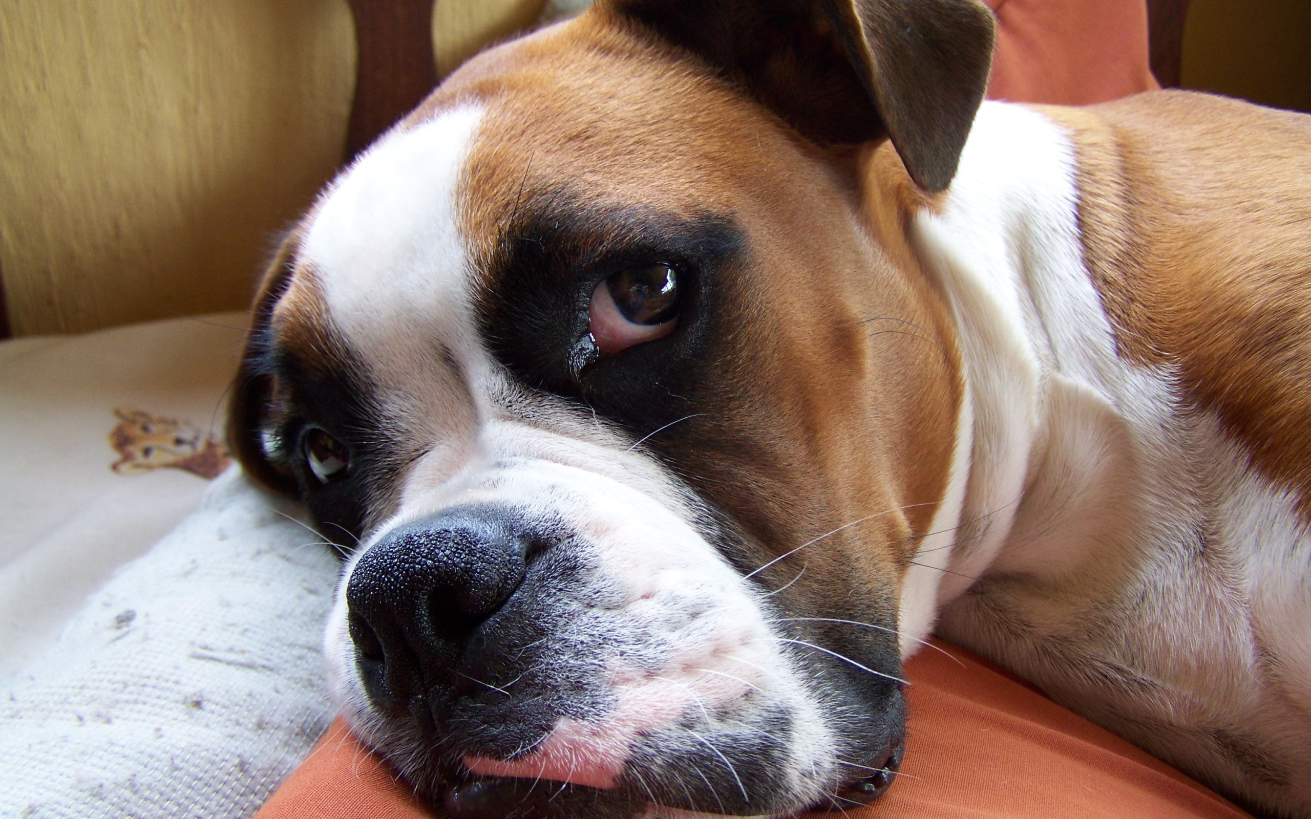 Красивый боксёр собирается спать