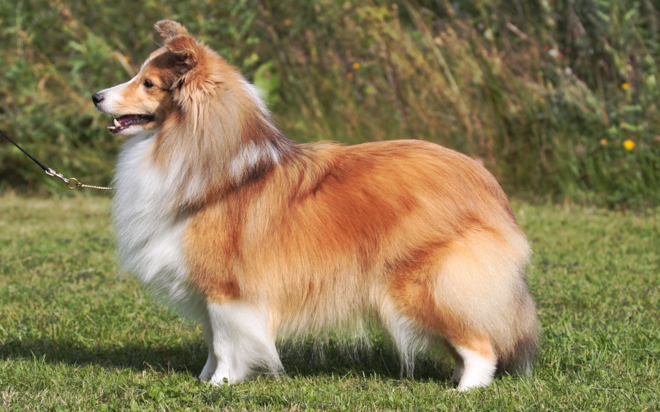 Пушистая красивая собака породы шелти