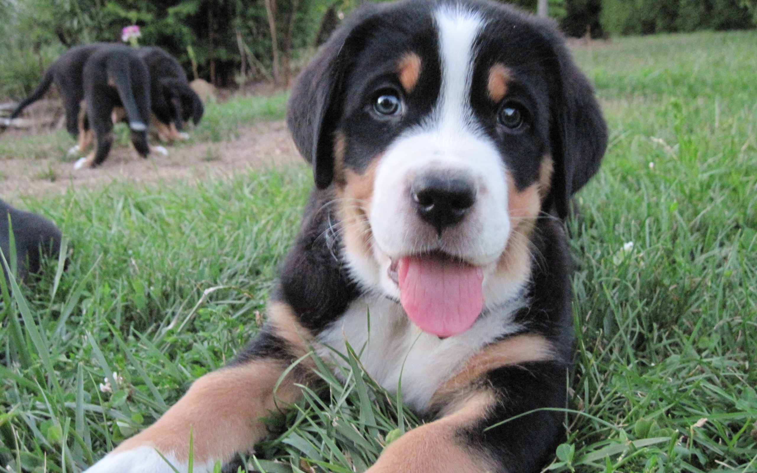 Красивый щенок большого швейцарского зенненхунда