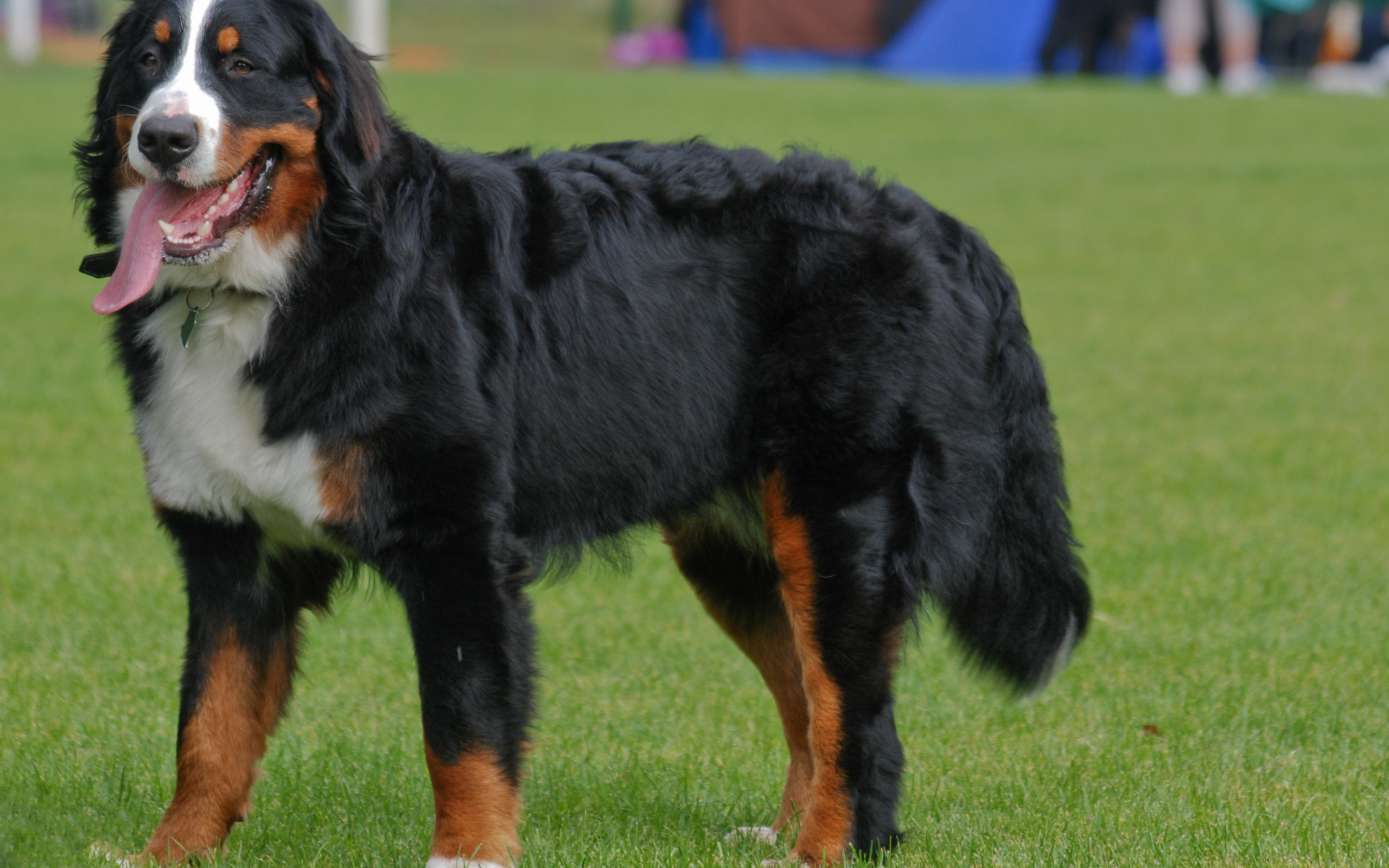 Бернская пастушья собака с длинным языком
