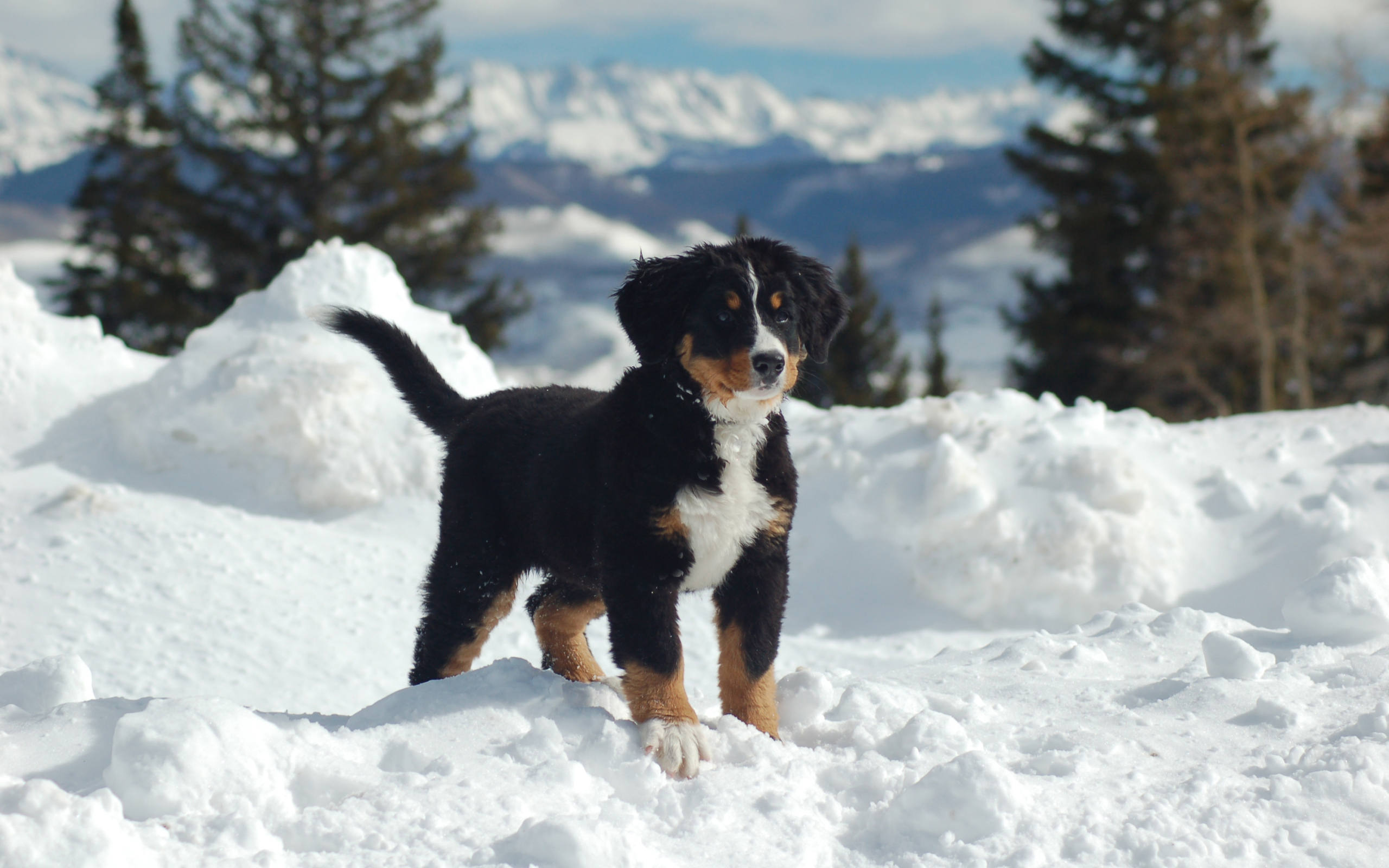 Bernese Mountain dog puppy in the snow