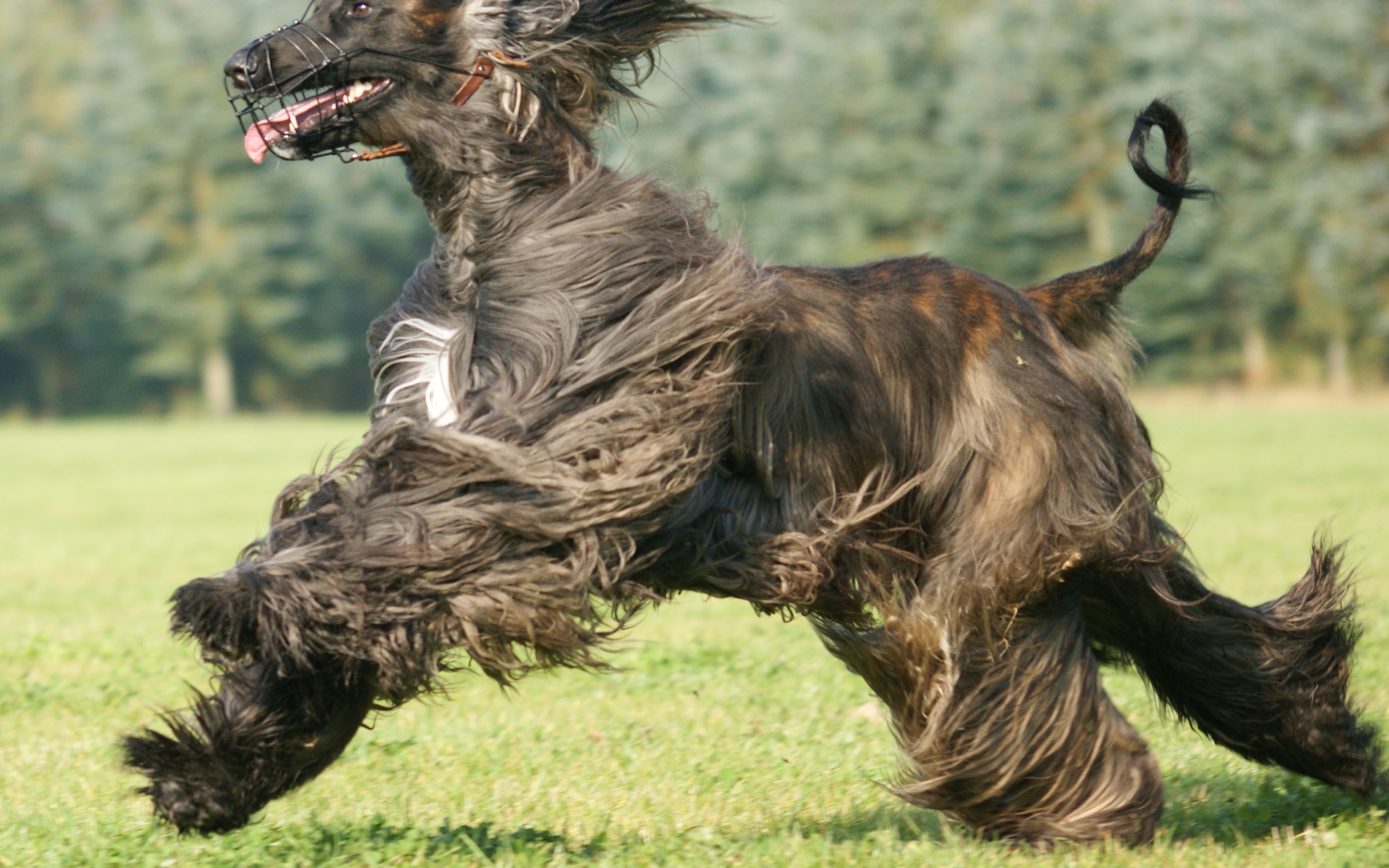 Чёрная афганская борзая во время бега