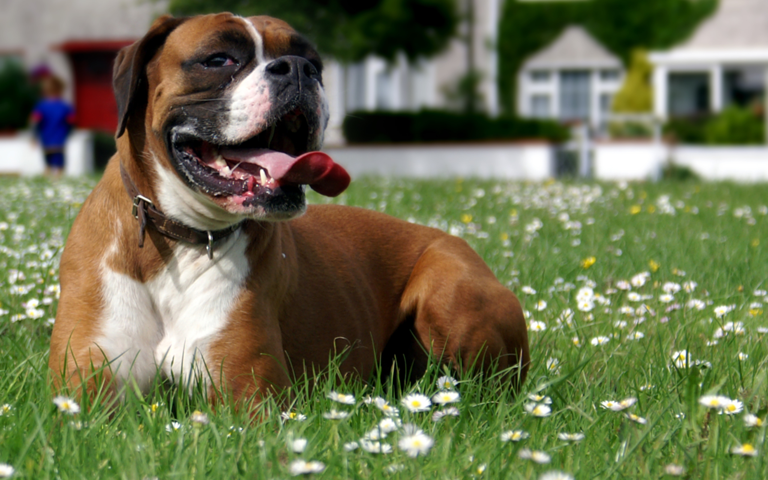 Боксёр отдыхает на траве