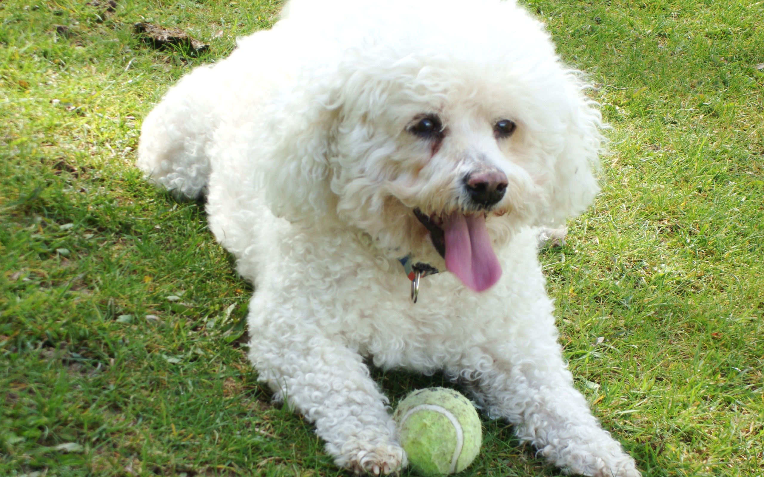 Собака породы бишон-фриз лежит на лужайке с мячом