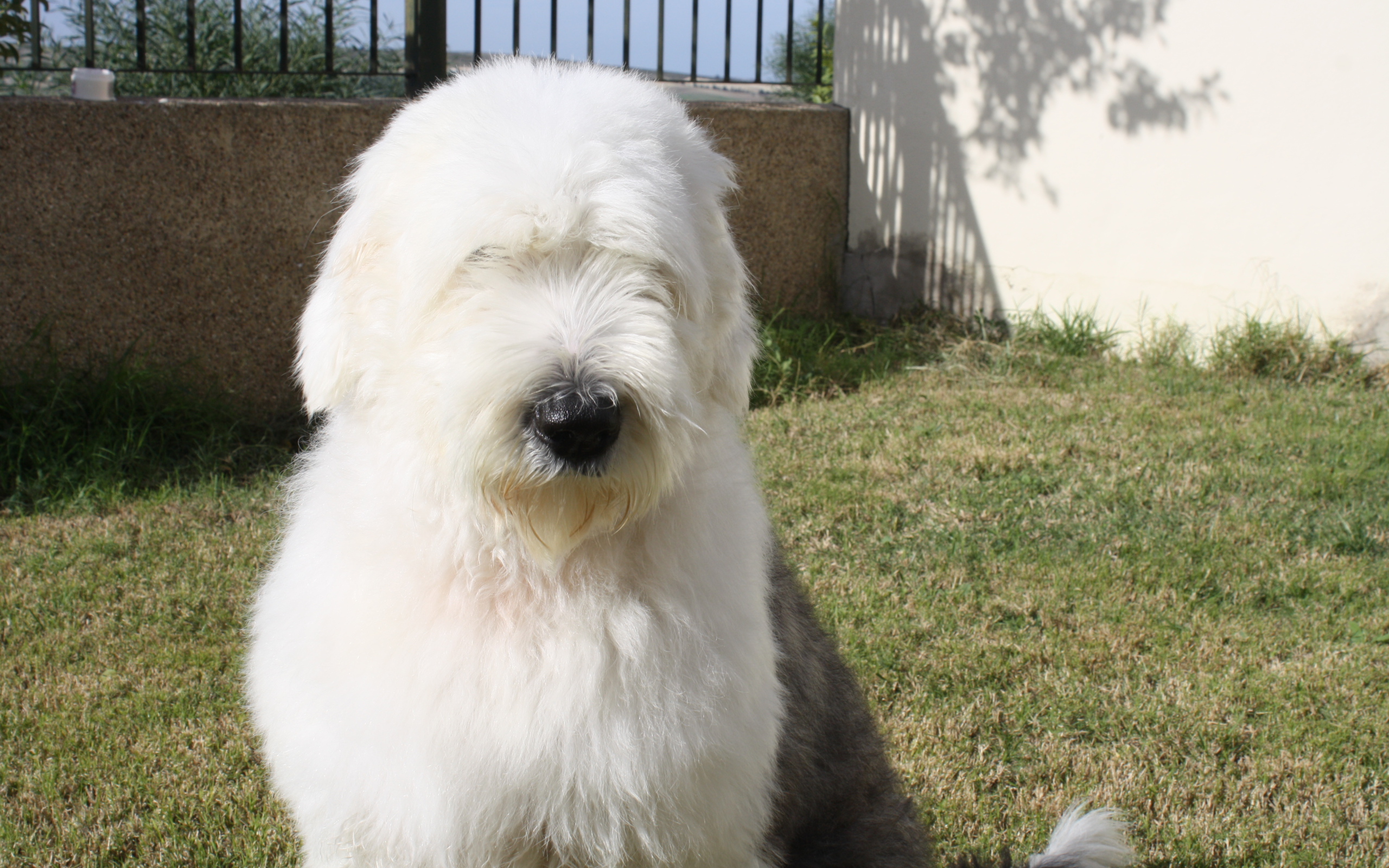 Собака породы бобтейл сидит во дворе дома