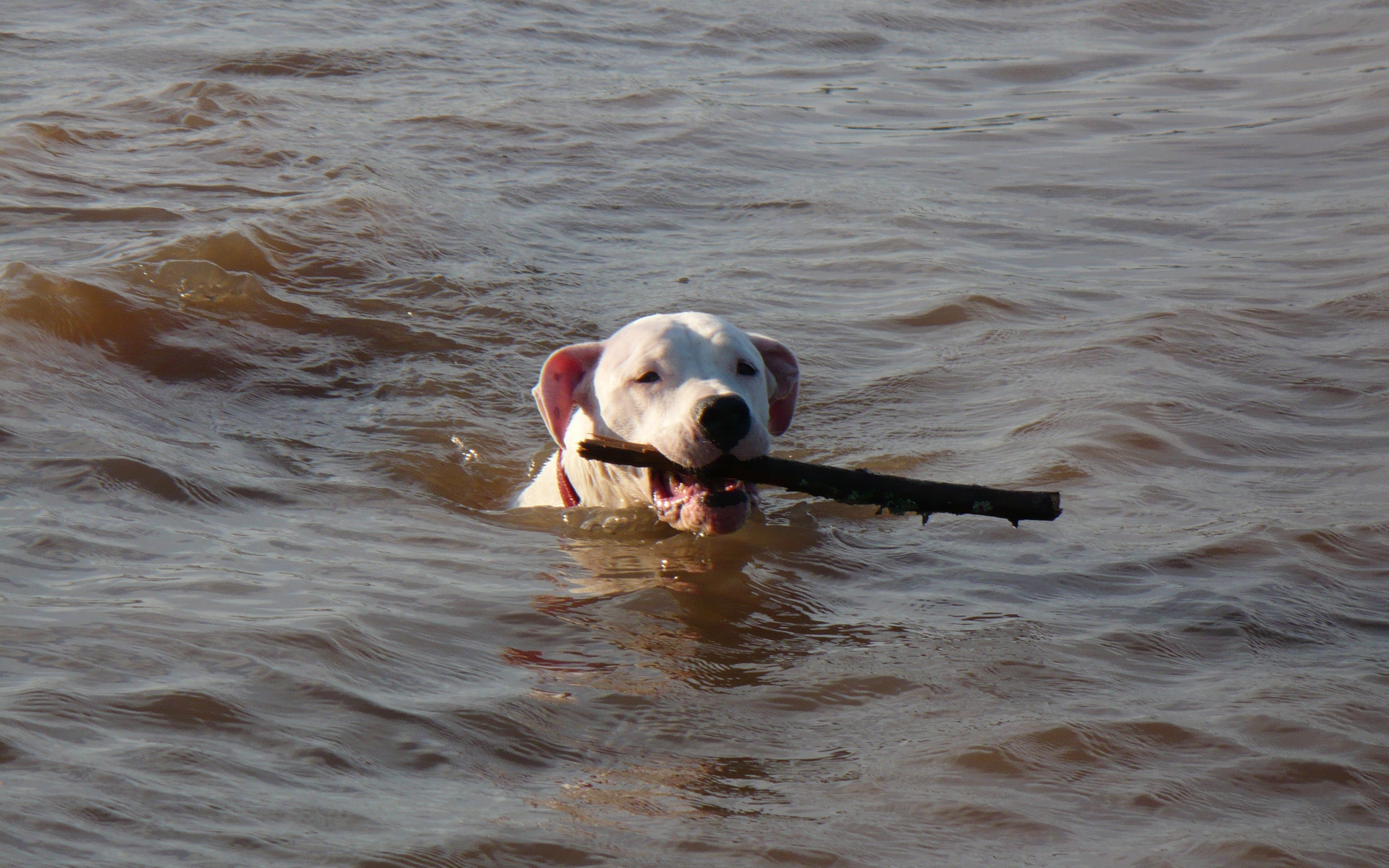 Аргентинский дог несёт палку