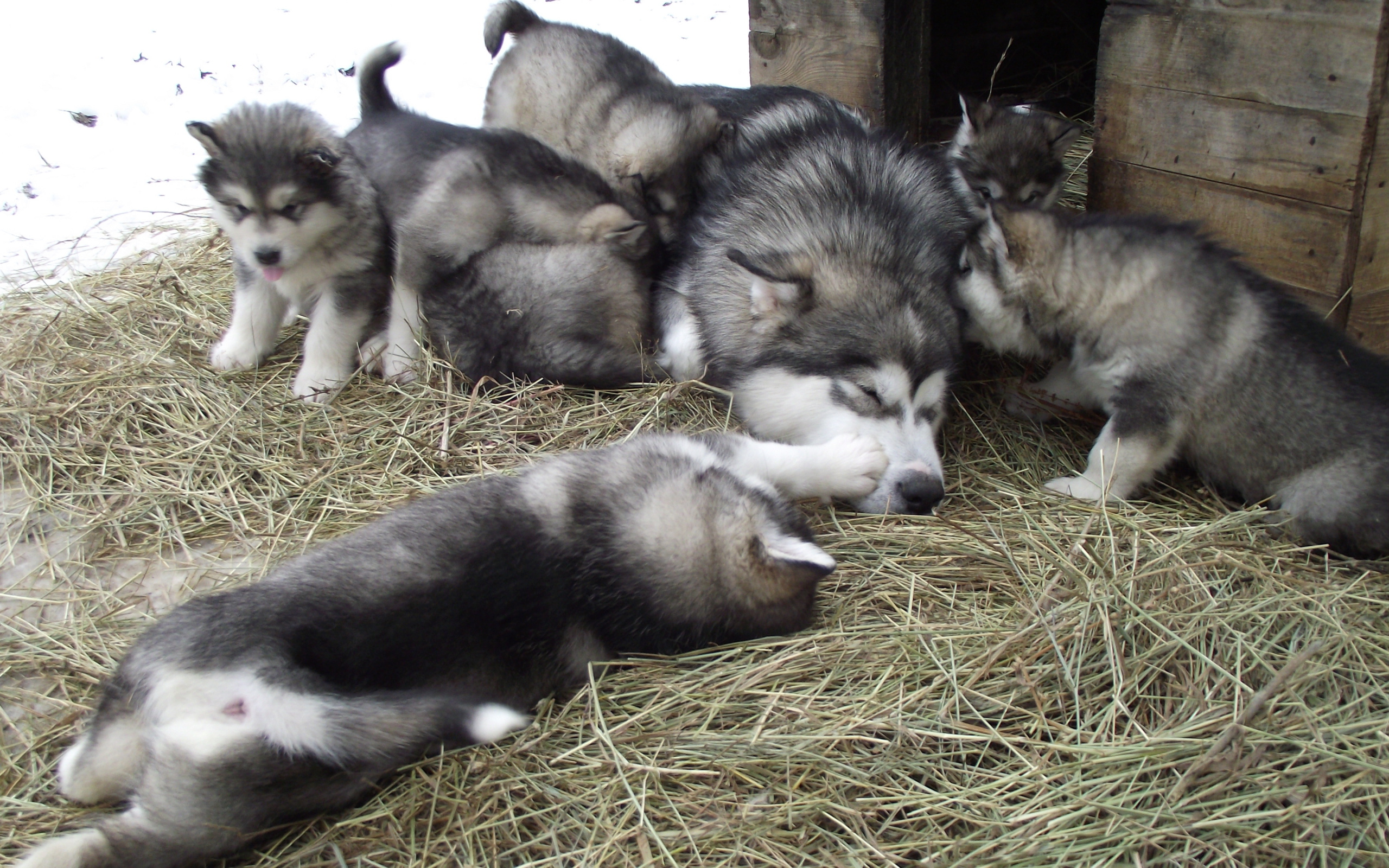 Семья аляскинских маламутов