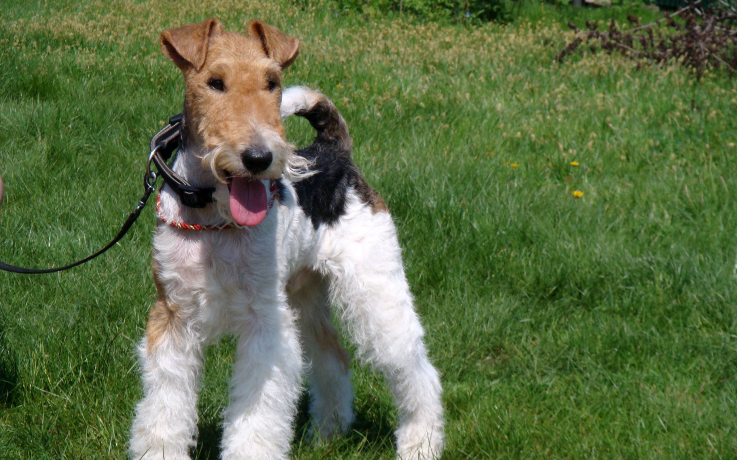 Фокстерьер на траве