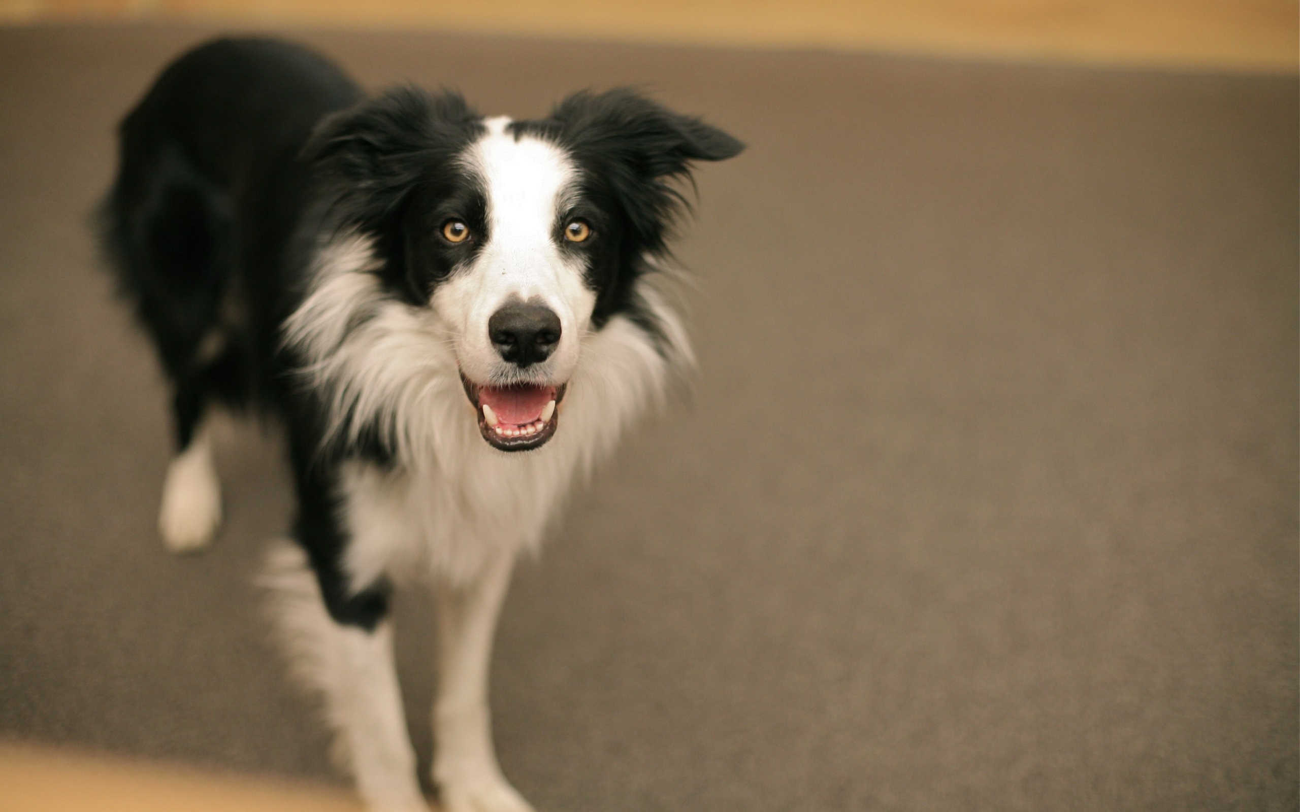 Смешная бордер-колли