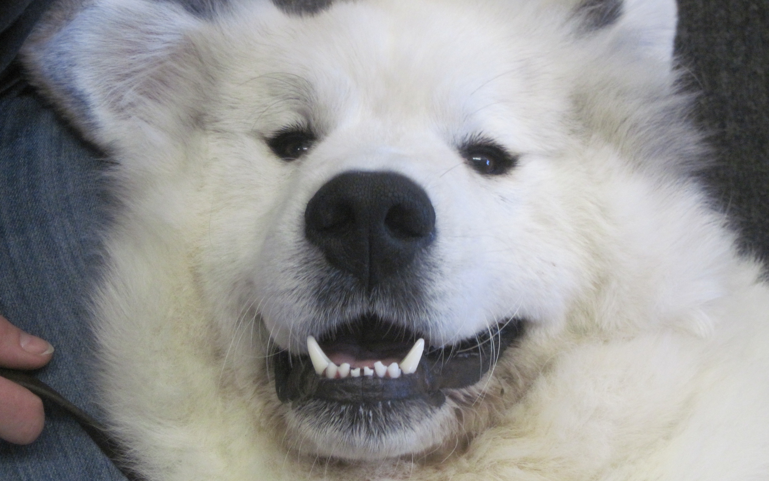 Большая пиренейская собака улыбается