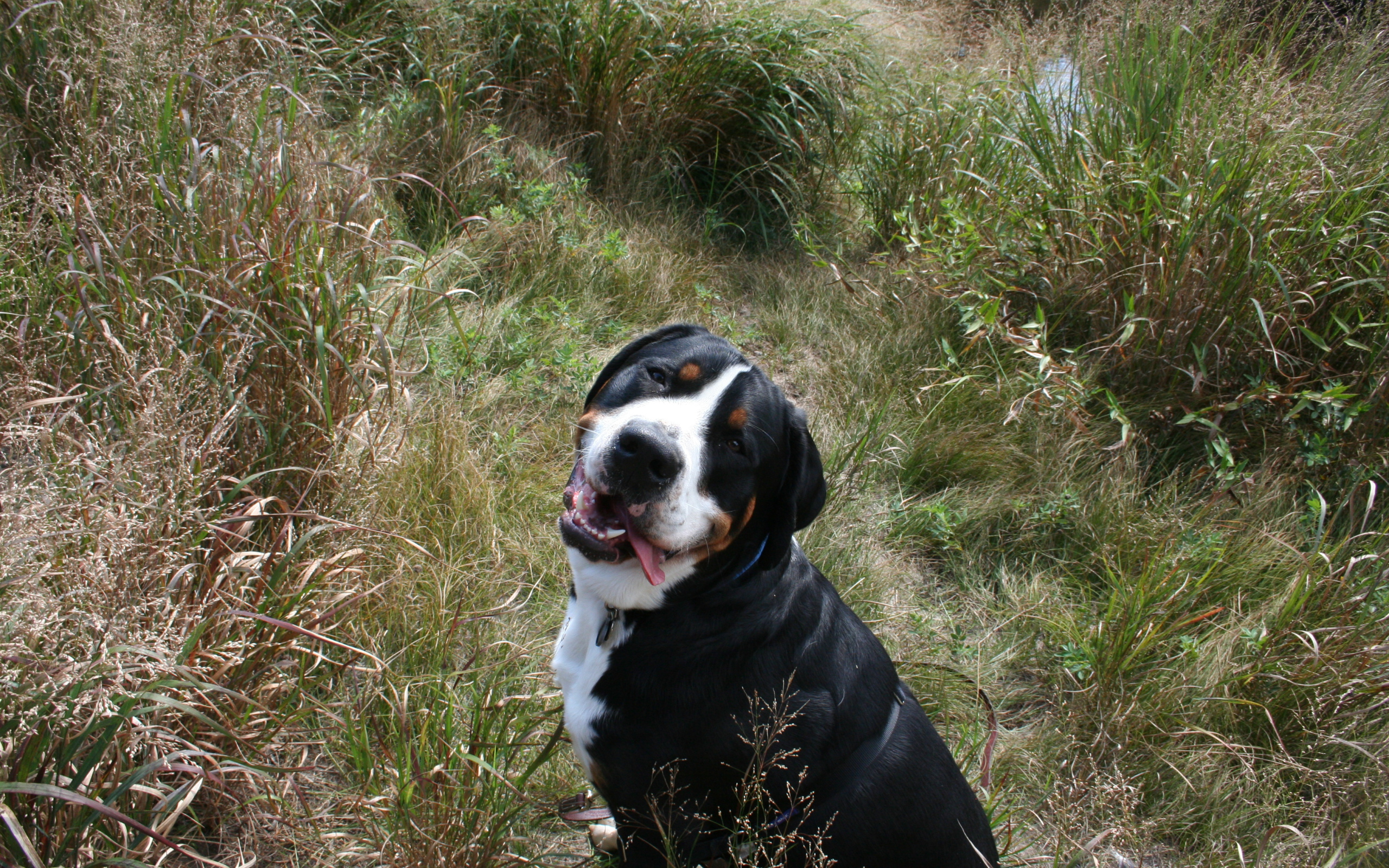 Счастливый большой швейцарский зенненхунд в высокой траве