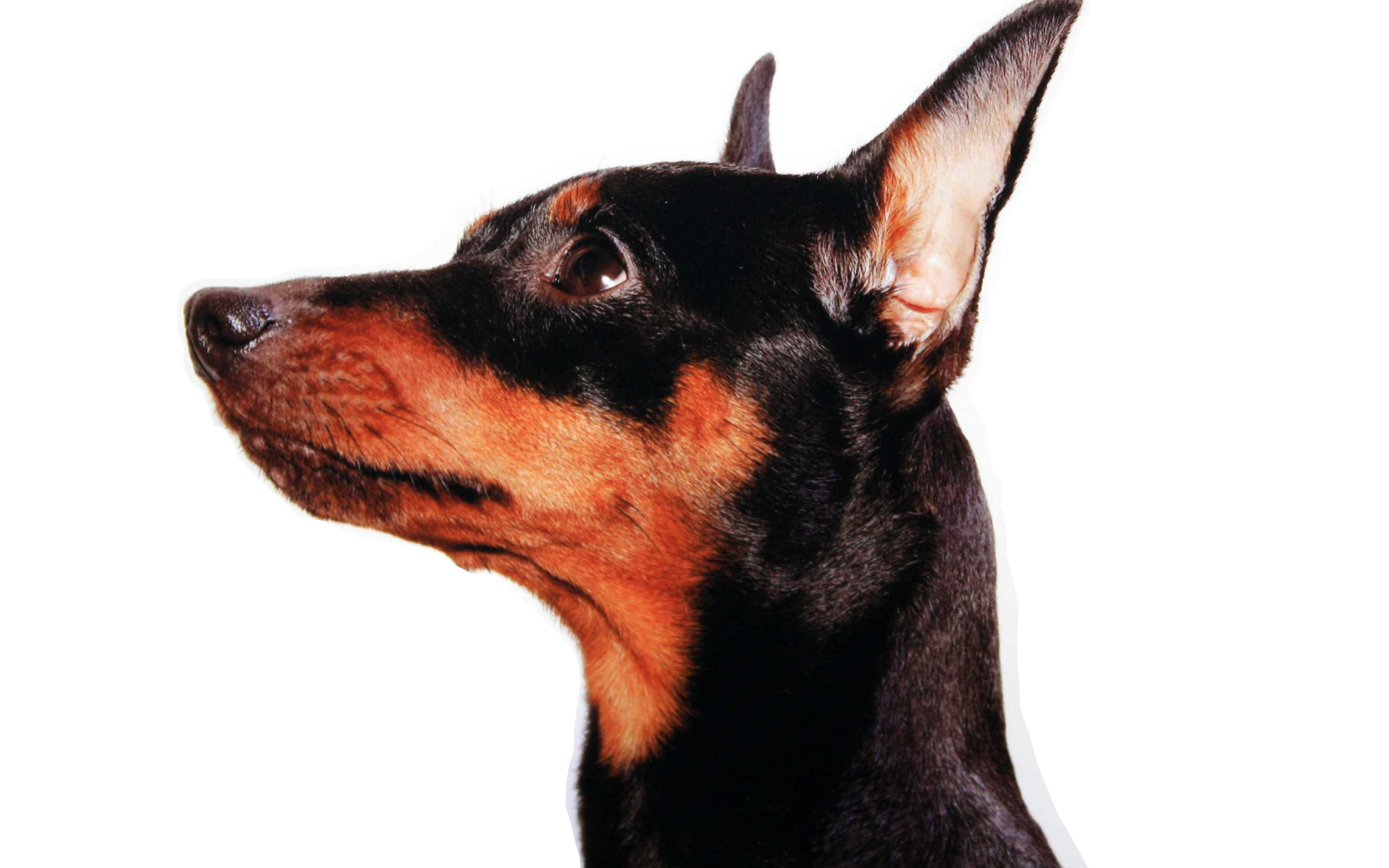 Miniature Pinscher face close up