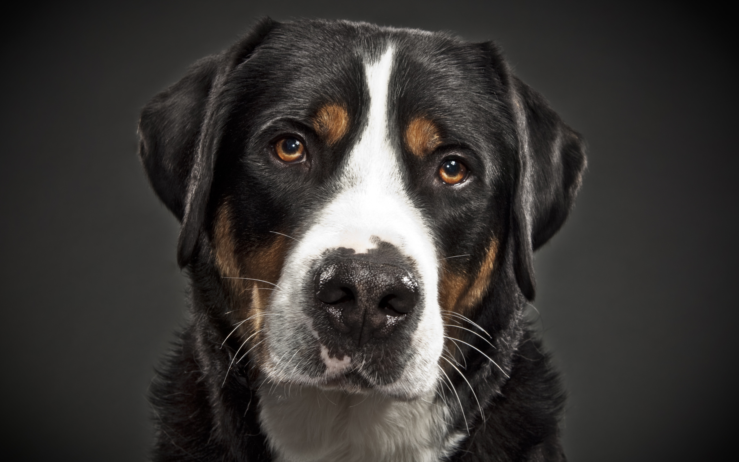 Портрет большого швейцарского зенненхунда