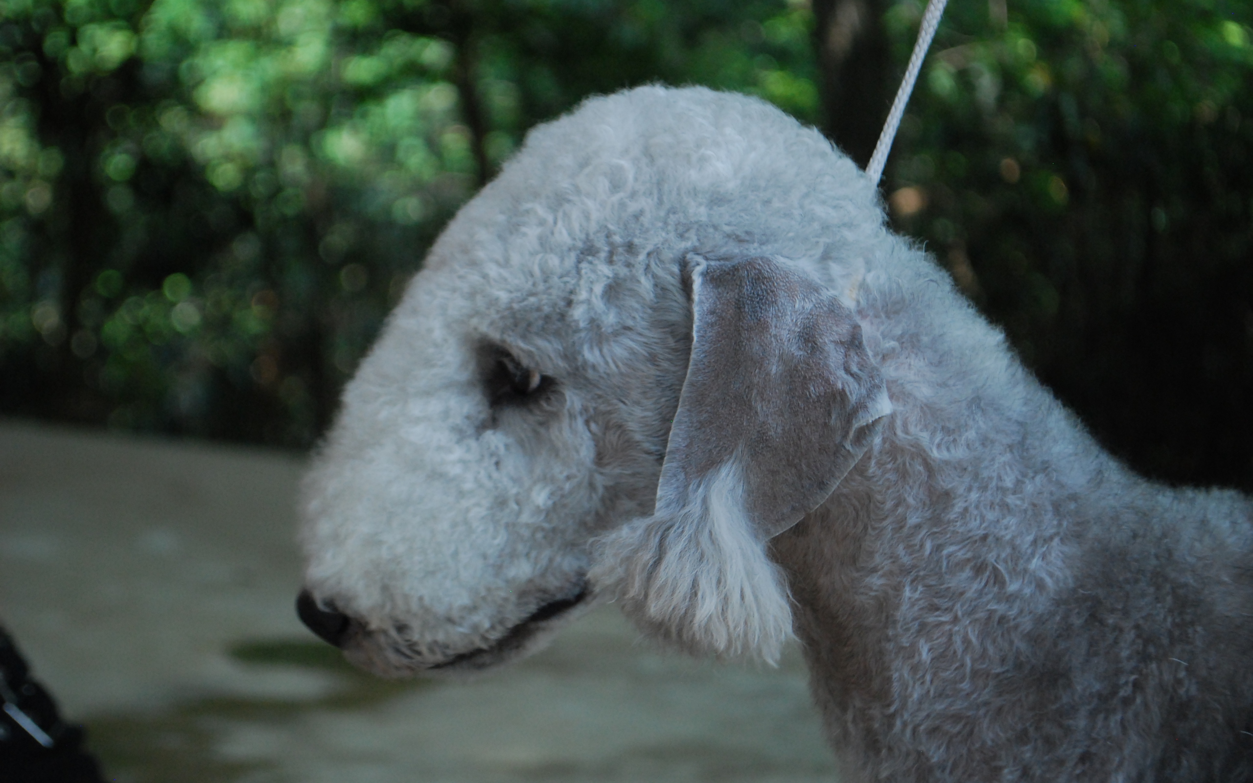 Портрет бедлингтон-терьера